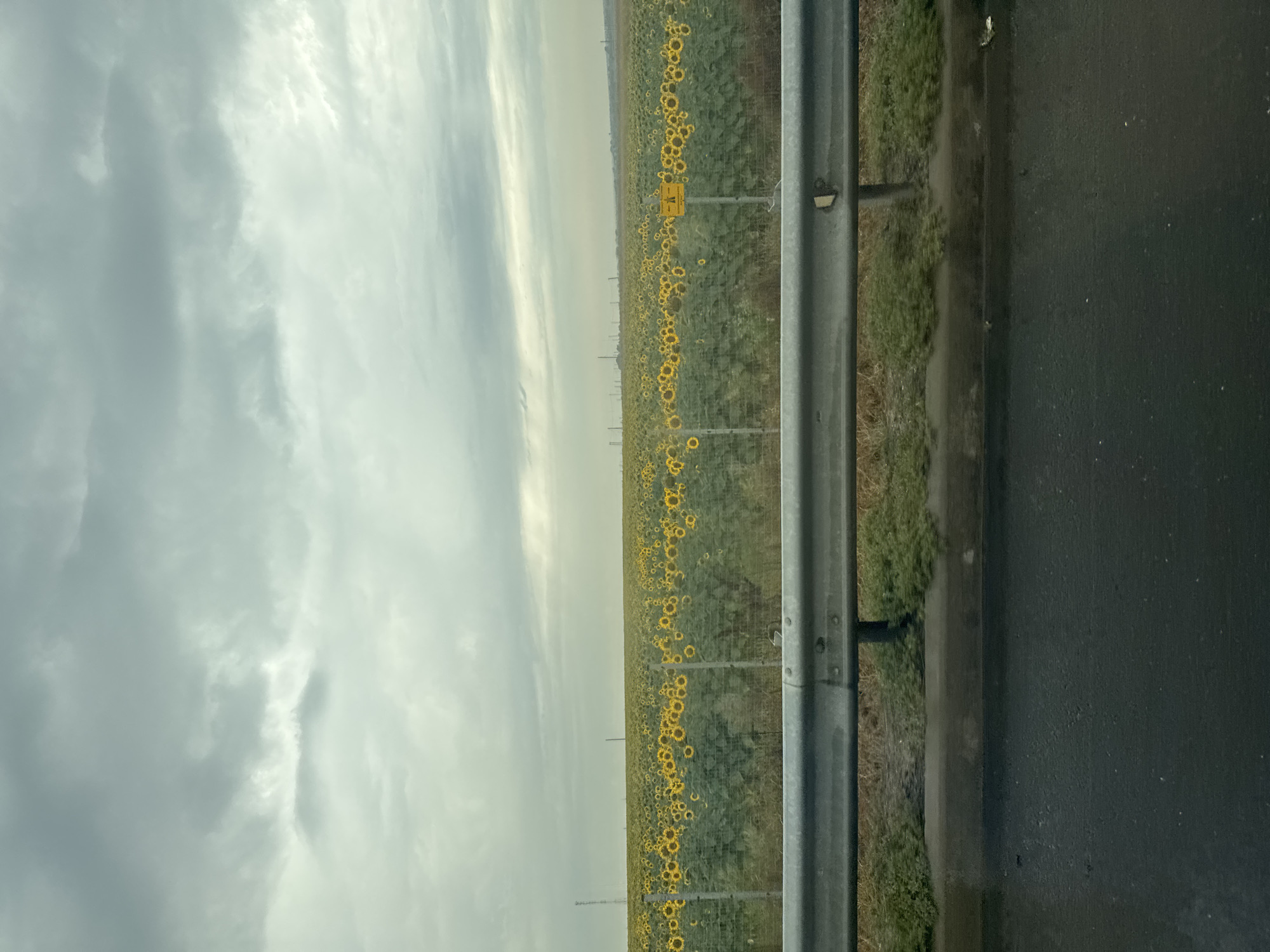 A wide shot captures a field of sunflowers under a cloudy, overcast sky. A metal guardrail runs across the foreground, obscuring the lower portion of the image. Behind the guardrail, a vast expanse of sunflowers stretches to the horizon, their yellow petals a stark contrast against the green foliage and muted sky. A chain-link fence separates the sunflowers from the road. In the distance, a few faint structures and power lines are visible, indicating the presence of civilization. A yellow sign with black lettering, possibly a warning or informational sign, is situated in the field. The overall impression is one of a rural landscape, possibly on the outskirts of Samarskoye, Russia, on a day with limited sunlight.