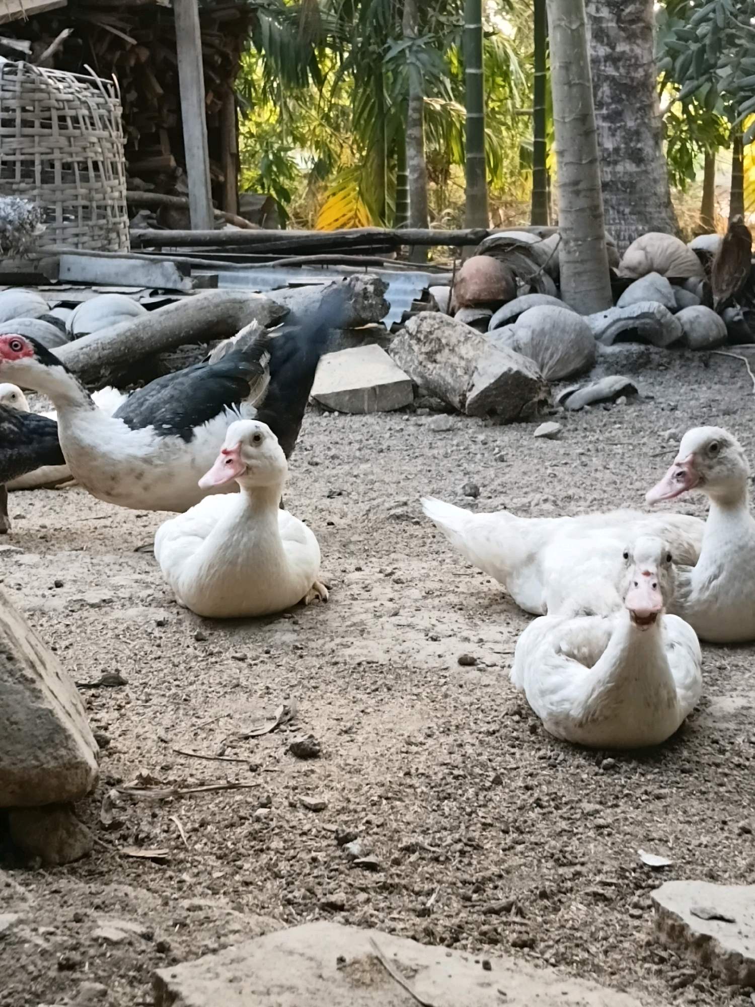 In Margo Rukun, Indonesia, a flock of domestic ducks is gathered on the dusty ground. Several white ducks are prominent, with one in the foreground facing the camera and appearing to be looking directly at it. Another white duck is lying down behind it. To the left, a larger duck with black and white plumage stands with its head turned, revealing a red wattle and beak. In the background, a woven basket sits near a pile of wood. The environment appears to be a rural yard with palm trees and other vegetation visible. The ground is composed of dirt and small stones, with scattered debris.