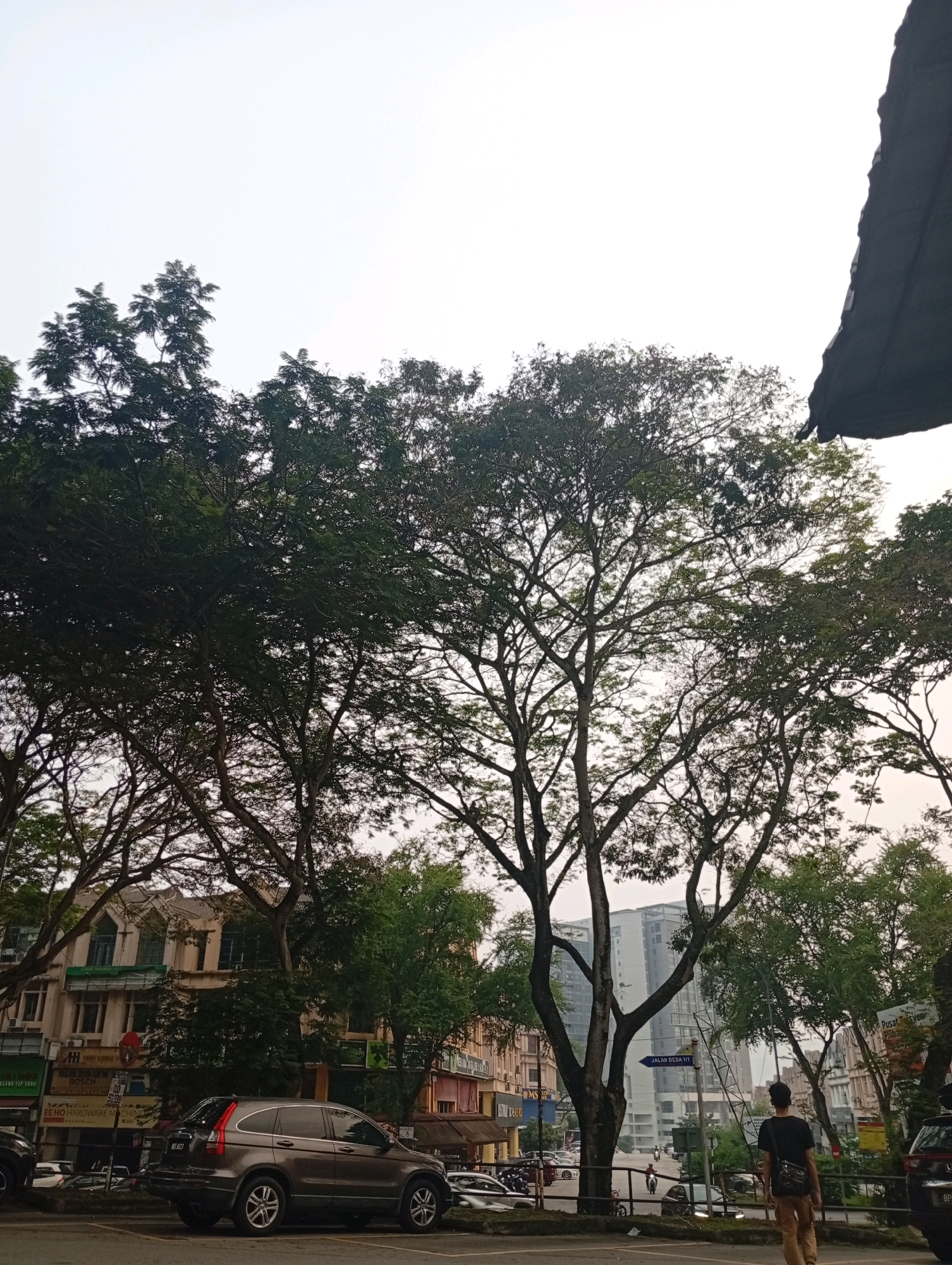The image captures a street scene in Selayang Municipal Council, Malaysia, under an overcast sky. Tall trees with dense foliage dominate the foreground, their branches creating a canopy over the street. In the background, a row of low-rise buildings with multiple stories lines the street, some featuring awnings and signage. Further in the distance, modern high-rise buildings are visible. A dark-colored SUV is parked on the street, and several other vehicles are present. A person wearing a black t-shirt and light-colored pants is walking away from the camera, carrying a bag over their shoulder. The overall impression is of an urban environment with a significant presence of natural elements.