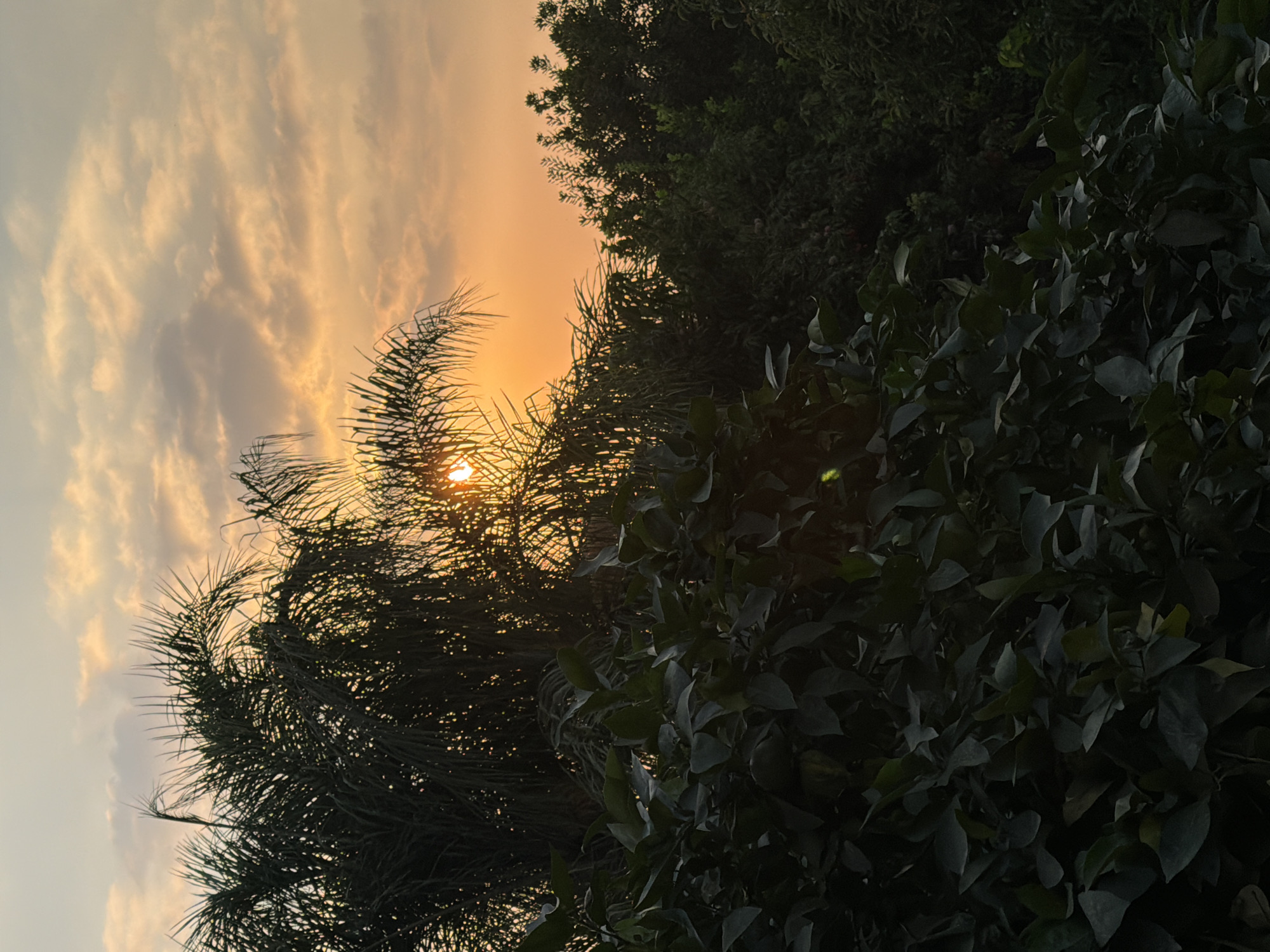 The image depicts a sunset in Gedera, Israel. The sun, a bright orange orb, is partially obscured by the fronds of a palm tree in the foreground. The sky is filled with soft, diffused clouds tinged with orange and yellow hues, typical of a sunset. Dense foliage, primarily dark green leaves of what appear to be citrus trees, occupies the lower portion of the frame and extends up the right side, partially obscuring other trees. The overall scene is one of natural beauty at dusk.