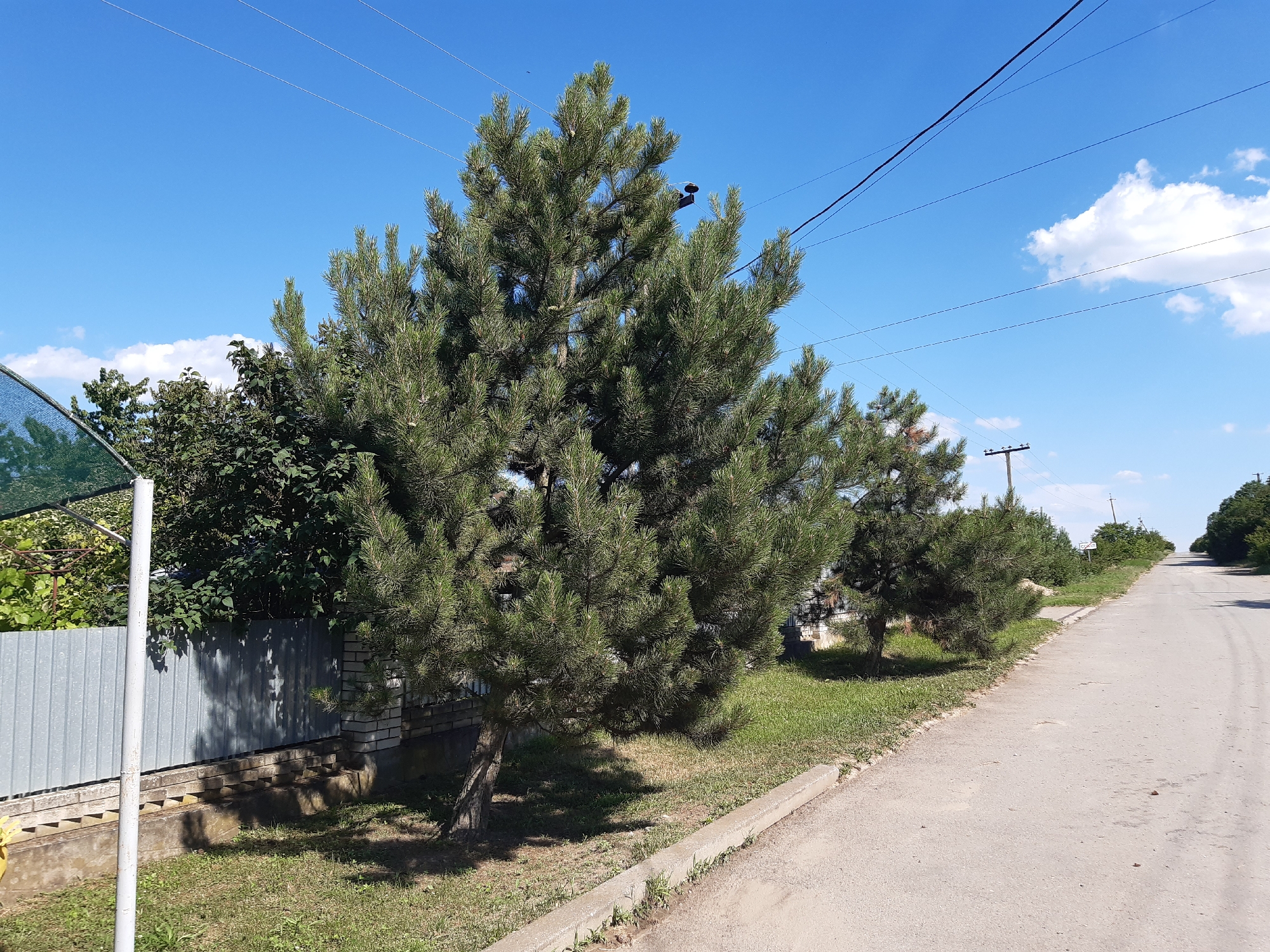 The image depicts a street scene in the city of Kavetchyna, Ukraine. In the foreground, a paved road runs along the right side of the frame, with a concrete curb and a strip of grass and weeds bordering it. A large pine tree stands on the left side of the road, casting a shadow on the grassy area. Behind the pine tree, a grey metal fence and a brick wall are visible. Further back, dense green foliage creates a backdrop. The sky is a clear blue with a few scattered white clouds. Power lines crisscross the sky above the scene. In the background, the road continues uphill, disappearing into a line of trees on either side. A wooden utility pole with some equipment attached is visible on the right side of the road in the mid-ground. There are no people or animals visible in the image.