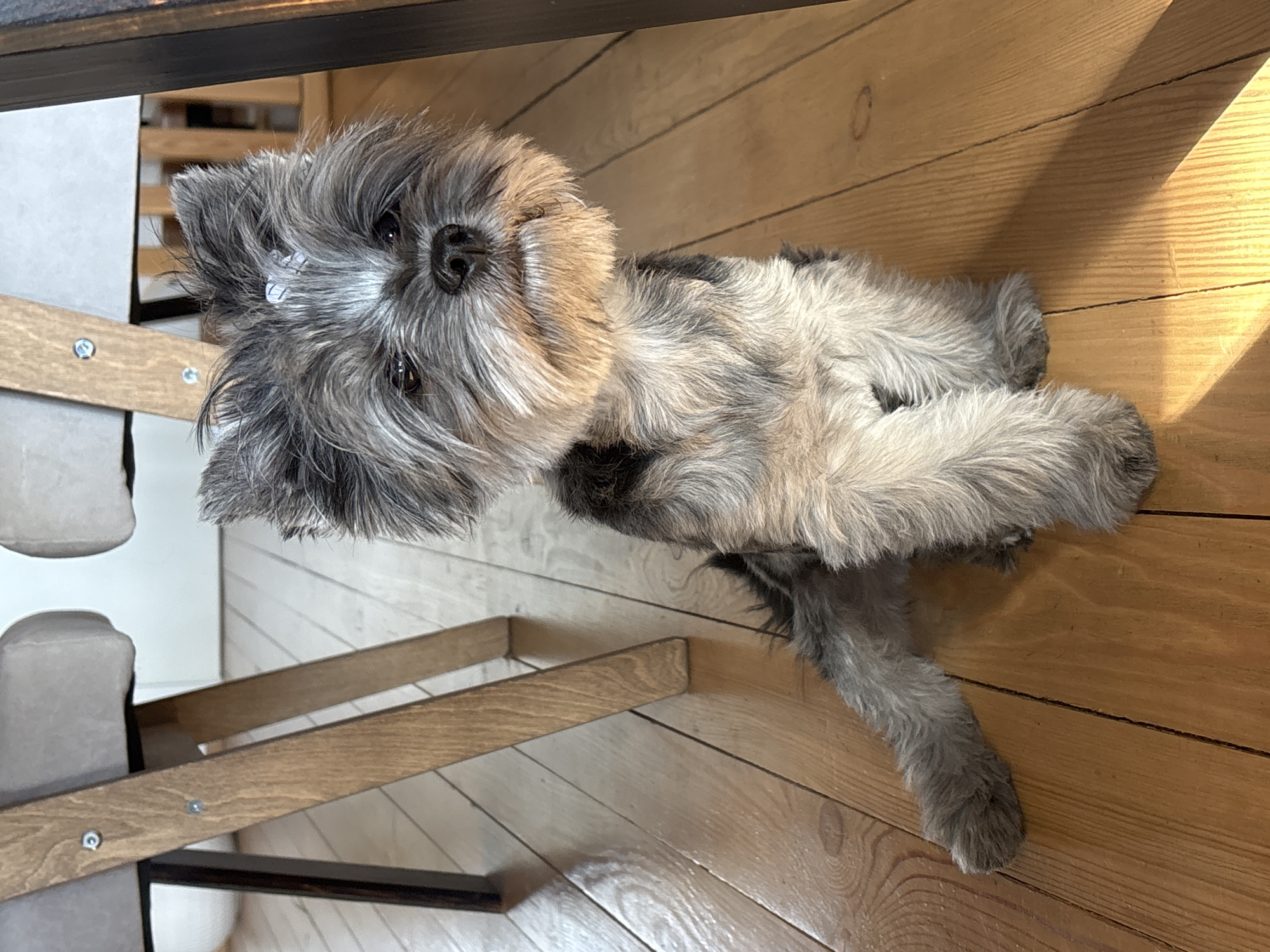 A small, gray and white wiry-haired dog, possibly a terrier mix like a Miniature Schnauzer, is lying on its side on a wooden floor, looking directly up at the camera. The dog has dark eyes, a black nose, and shaggy fur. A small, clear, plastic-like tag or accessory is visible in the fur above its left eye.
The scene is indoors, likely a home in Chaikovsky, Russia, characterized by light brown wooden floorboards. Strong, angled sunlight casts distinct shadows across the floor, suggesting it is daytime with natural light streaming in from an unseen window. In the background, partially obscured, are structural elements of what appears to be a light-colored wooden or upholstered furniture piece, and a dark wooden or metal beam. The dog appears calm and attentive. No visible text is present.