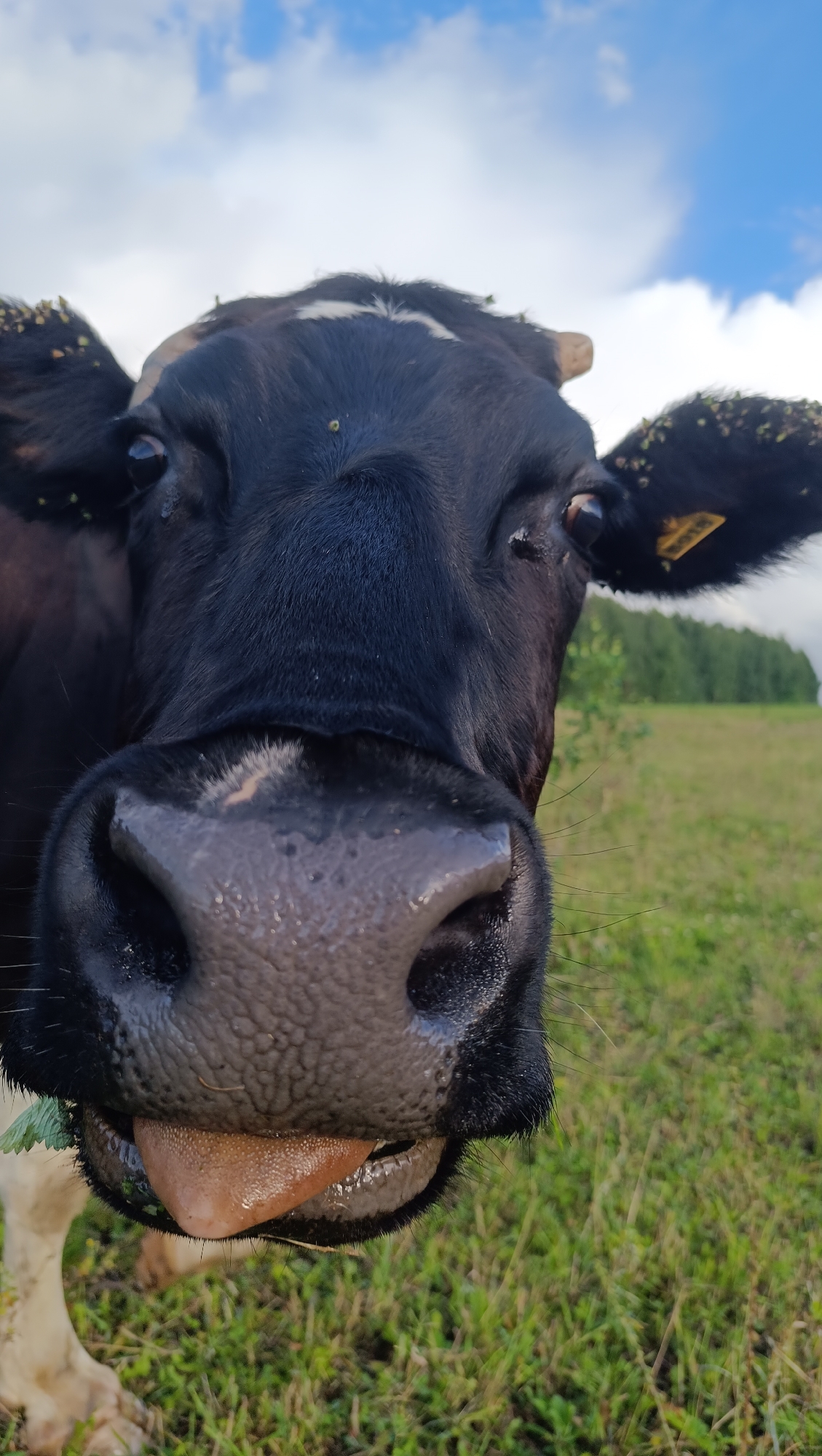 A close-up, low-angle, vertical, eye-level, full-shot photograph shows the head of a black and white cow in a field. The cow's nose and mouth are prominent in the foreground, with its tongue sticking out slightly. Its eyes are partially closed. The cow's fur is dark brown and black, with some white markings on its forehead. There are some bits of vegetation stuck to its ears and forehead. A yellow tag is visible on the cow's right ear. The background consists of a green grassy field with a line of trees in the distance under a blue sky with scattered clouds. The image is undated and its location is not specified in the image itself.