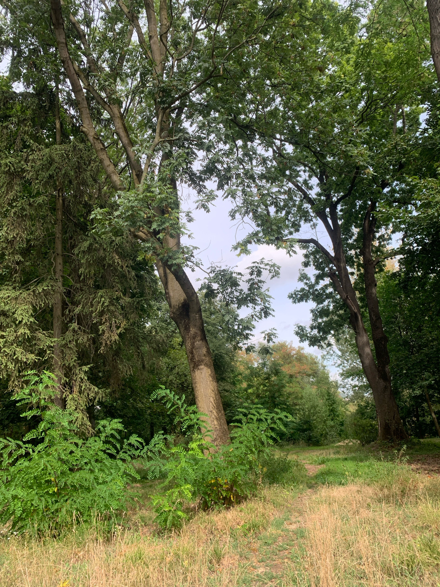 The image depicts a nature scene with tall trees and lush greenery. A narrow dirt path winds through the grass and vegetation, leading into a dense wooded area. The sky is overcast with some visible clouds. The foliage is predominantly green, suggesting a temperate climate. The scene appears to be in a natural or park-like setting, typical of suburban or rural landscapes. There are no visible people or man-made structures in the image, aside from the path. The lighting suggests it is daytime, likely afternoon. The overall impression is one of a peaceful, natural environment. The provided context that this is a location in the city of Lviv, Ukraine, suggests it could be within one of the city's parks or natural reserves, such as the Stryiskyi Park or Lysa Hora.