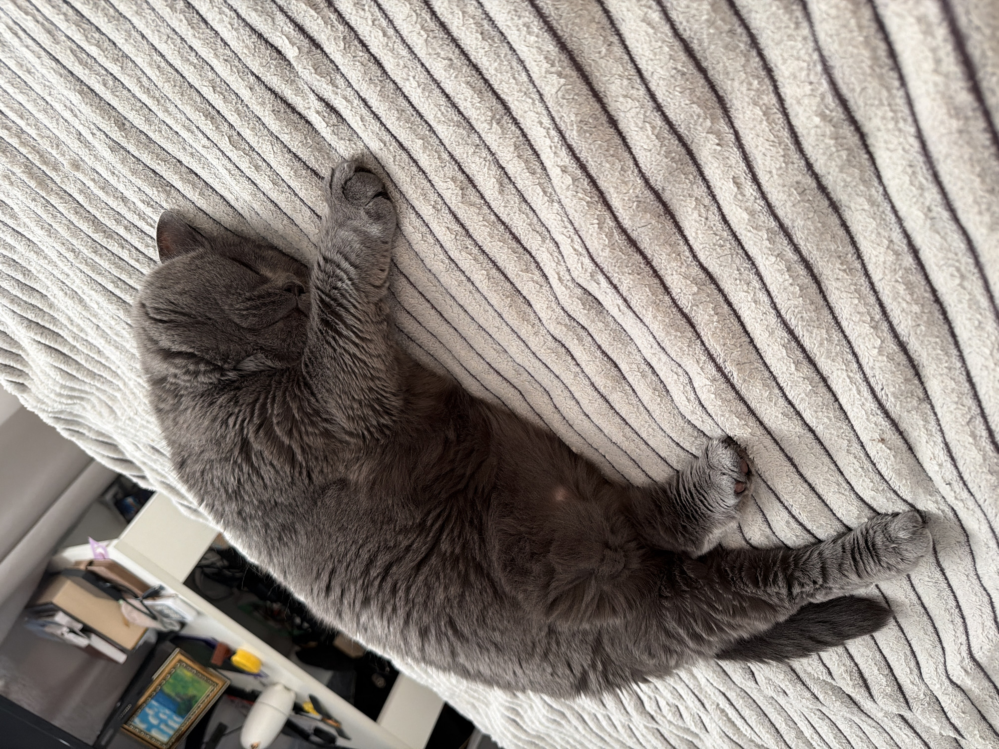 A gray cat lies stretched out on a striped bedspread. The cat's head is near the top left of the frame, with its body extending diagonally across the bed. One forepaw is extended upwards, and the hind legs are stretched out towards the bottom right. In the bottom left corner, a glimpse of a shelf or table with various objects, including a framed picture and some boxes, is visible. The bedspread has light and dark stripes running diagonally across the image. The location is likely indoors in a private residence, but there is no information to identify it in Moscow, Russia.