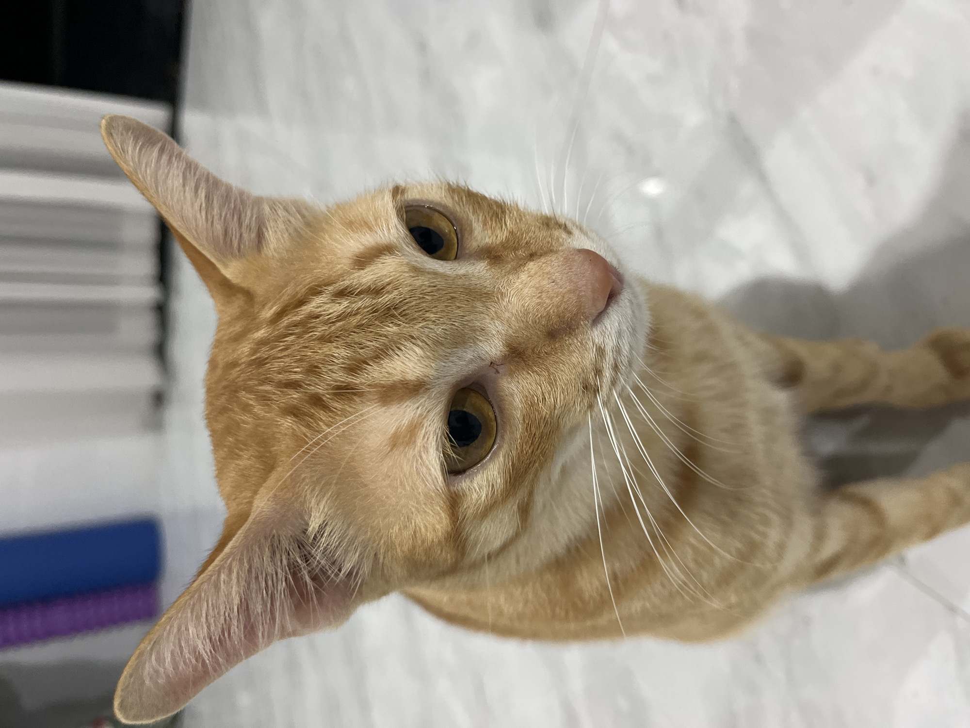 This is a close-up, eye-level, vertical shot of a ginger tabby cat sitting on a light-colored, tiled floor. The cat is facing slightly to the right and looking downwards. Its fur is predominantly orange with darker tabby markings on its head and body. The cat has large, pointed ears, alert eyes with dark pupils and amber irises, and long white whiskers. The background is out of focus and shows a blurry white curtain or blinds, and a dark object on the right. The floor has a marble-like pattern. The scene appears to be indoors, in a residential setting. There are no people or any other identifiable objects that would suggest a specific location within Phu Thuy Ward, Vietnam.