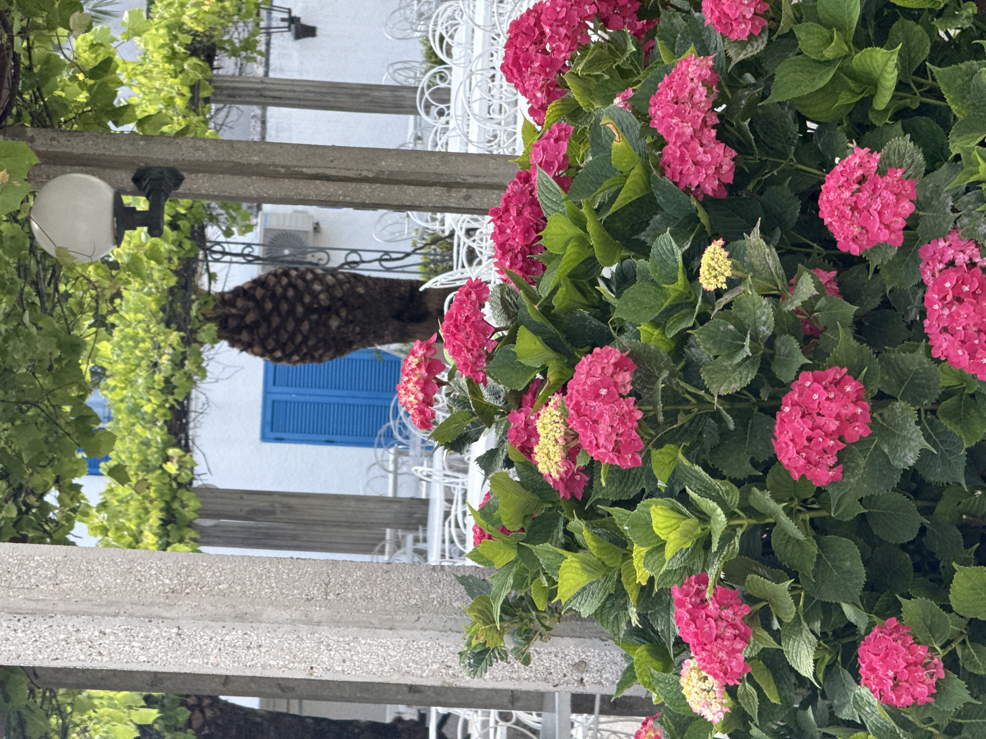 The image depicts a close-up view of bright pink hydrangeas in the foreground. Behind the flowers, there are white tables and chairs set up, suggesting an outdoor seating area, possibly for a cafe or restaurant. In the background, a building with a white facade and blue shutters is visible. A palm tree trunk is also present. The scene appears to be located in Budva, Montenegro, indicated by the presence of outdoor dining and a Mediterranean architectural style. The lighting suggests it is daytime. There are no people visible in the image.