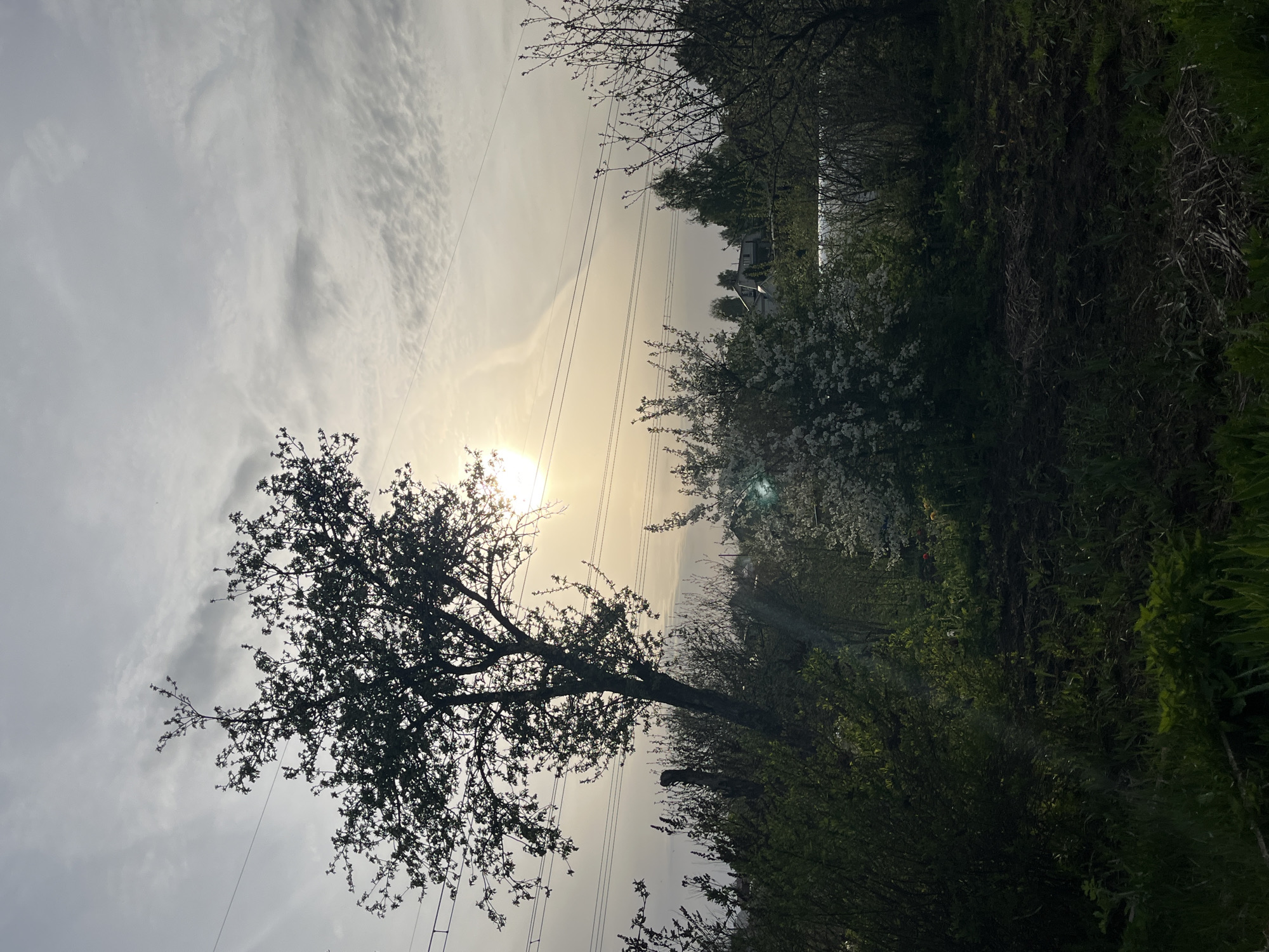 The image shows a landscape in Chaikovsky, Russia. It's a daytime scene under a sky filled with light clouds. A silhouette of a tree is in the foreground against the bright sun. Power lines run across the sky. The right side of the image contains dense green foliage and flowering bushes along what appears to be an embankment. In the distance, buildings can be seen.