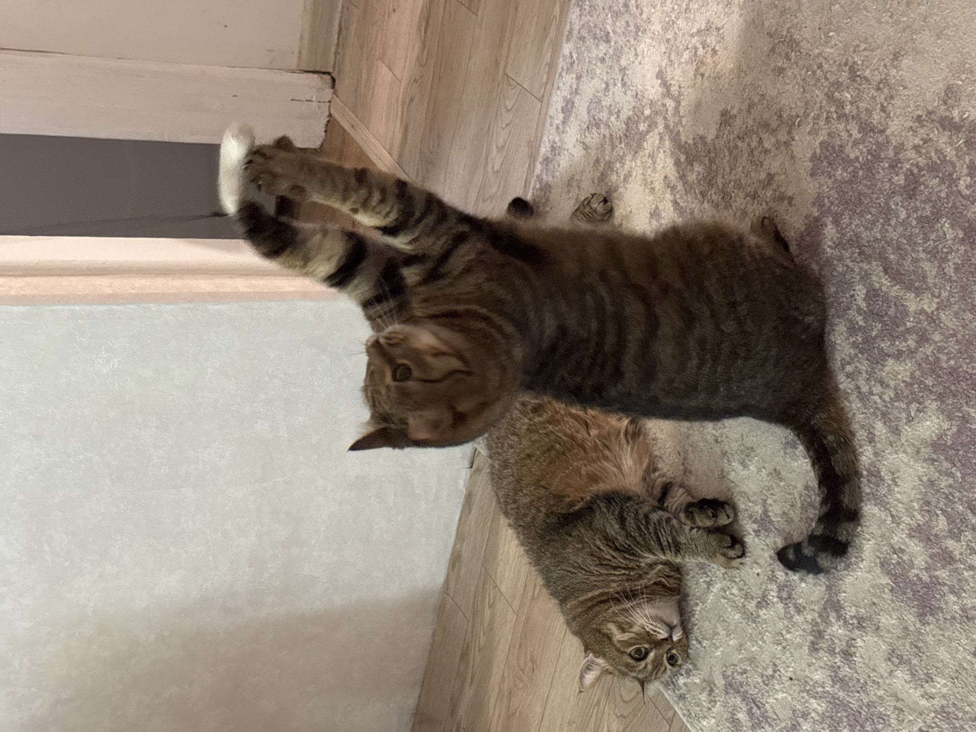 The image shows two tabby cats indoors, with one cat standing on its hind legs with its front paws raised. The background includes a wall, a wooden floor, and a rug. The location is Chaikovsky, Russia.