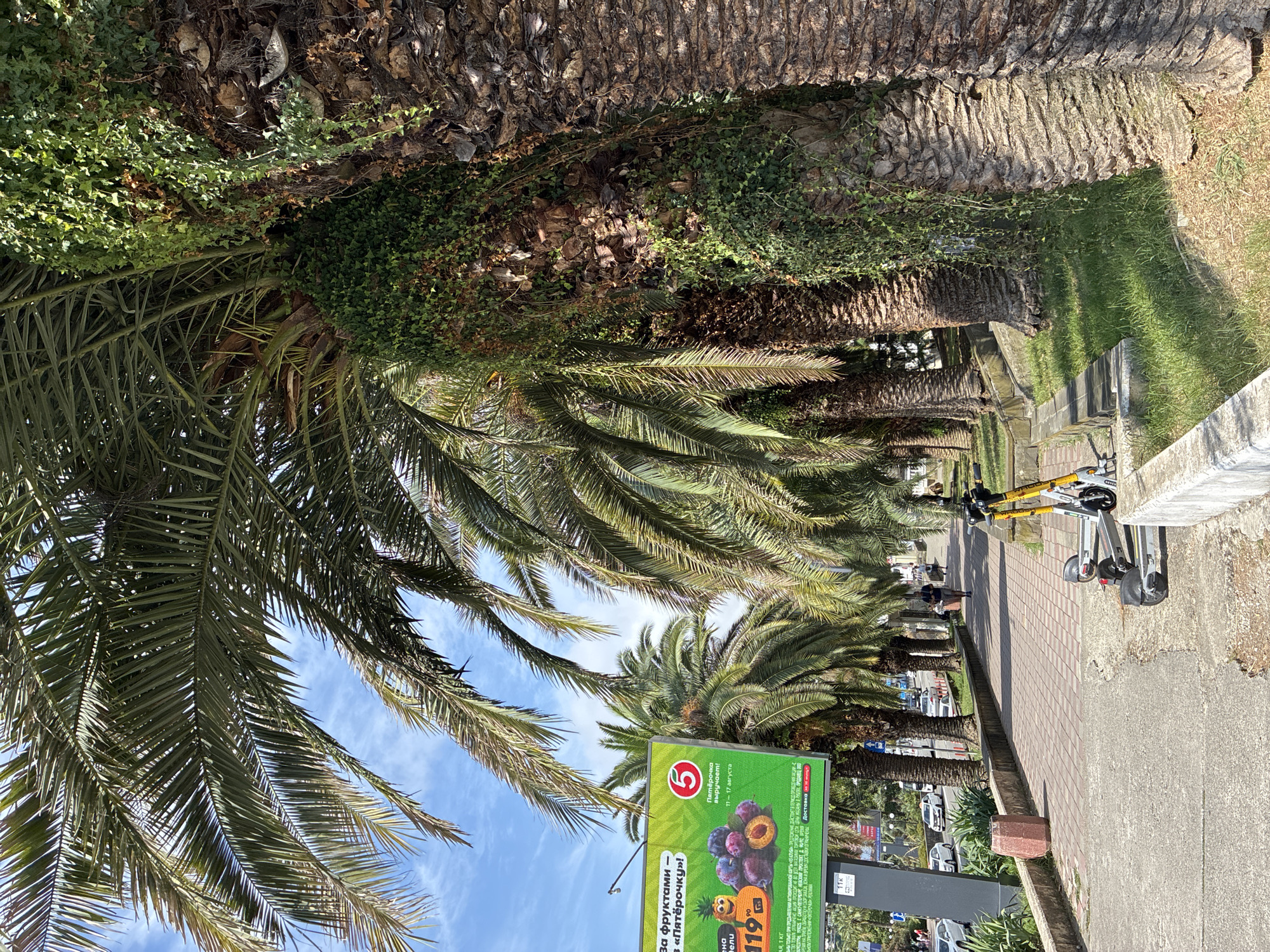 This is a photograph taken on a sunny day in Sochi, Russia, likely during the summer based on the foliage and attire of people. The image features a row of palm trees lining a paved sidewalk. One prominent billboard on the left advertises a sale of fruits at a store called "Pyaterochka," featuring images of grapes, plums, and an animated pineapple. A bright yellow and white electric scooter is parked on the sidewalk near the foreground. Beyond the palm trees, a street with cars and pedestrian traffic is visible, with a glimpse of buildings in the distance. The overall scene depicts a typical urban streetscape in a warm climate, characterized by lush vegetation and commercial activity.