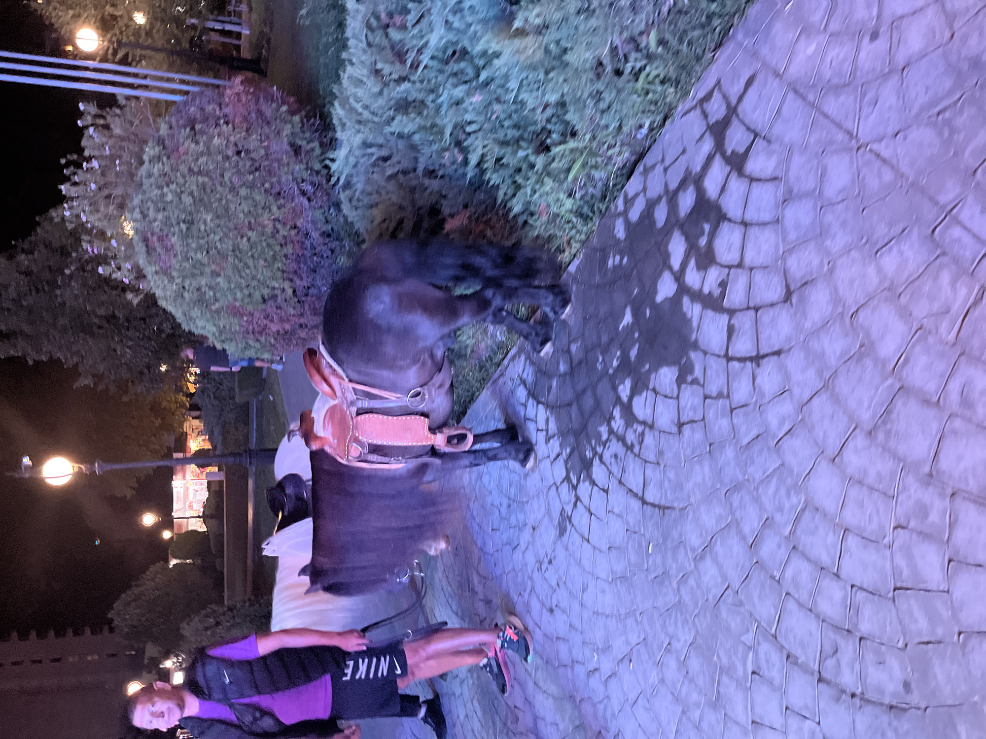 The image depicts an outdoor scene at night, likely in Varna, Bulgaria, given the context provided. In the foreground, a man wearing a purple t-shirt, a black vest, and black shorts with the Nike logo is standing, holding a leash attached to a pony. The pony is dark brown, with a saddle and bridle. Next to it, part of a white pony is visible. The ground is paved with cobblestones, which appear wet and reflect the purple and blue ambient light. Behind the ponies, there is a large, rounded bush, and further back, a street lamp with a warm light. In the background, there are trees, other street lamps, and what appear to be buildings with illuminated windows, suggesting a commercial or entertainment area. The overall lighting is dim, with strong artificial light sources creating a nighttime atmosphere.