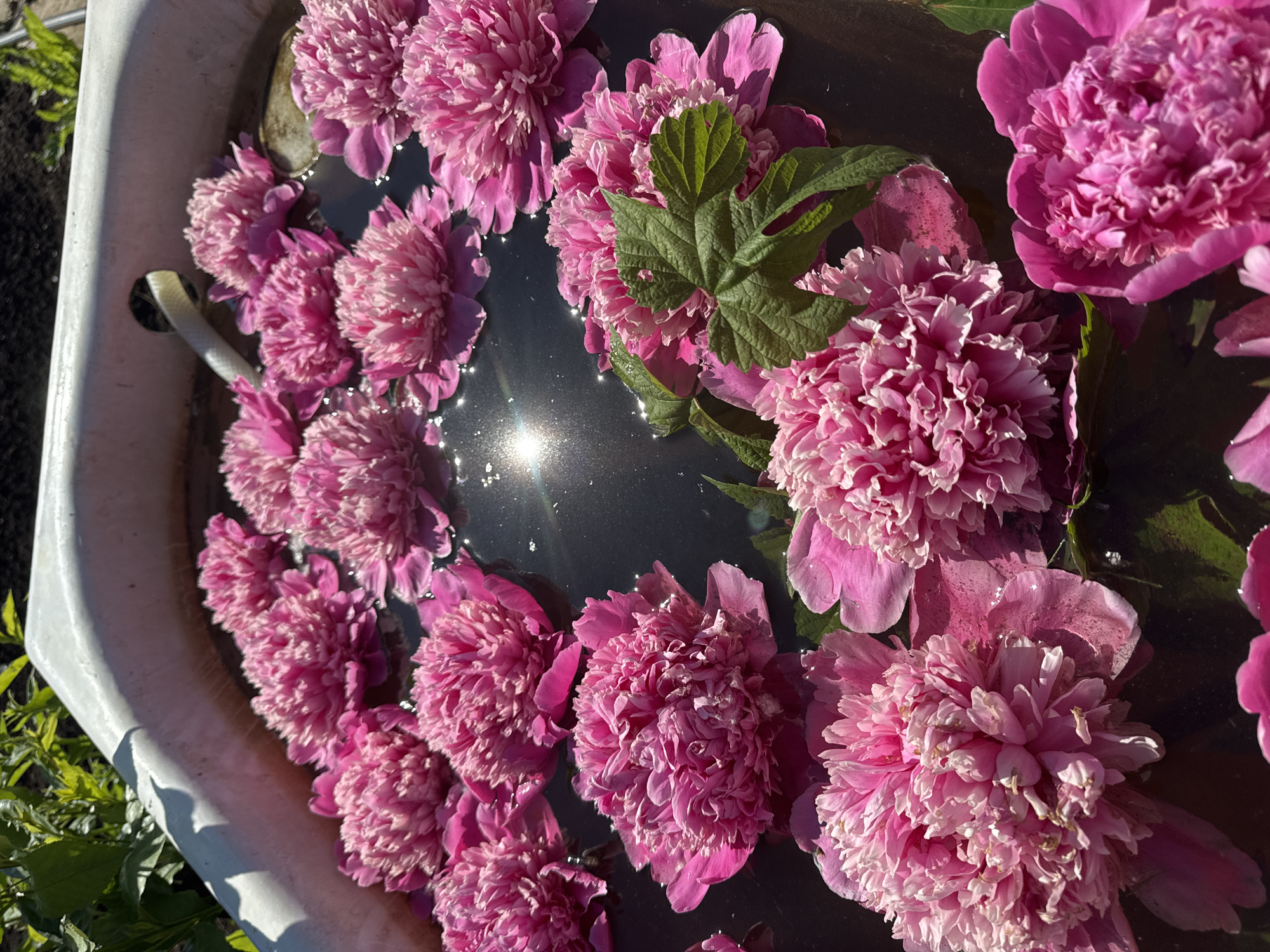 A close-up, high-angle shot shows several bright pink peonies floating in dark water within a white tub. The tub appears to be outdoors, as indicated by the presence of green foliage in the upper left corner and what looks like soil in the background. Sunlight glints off the surface of the water, creating a bright reflection. A white hose is visible partially submerged in the water near the edge of the tub. The image is taken in Chaikovsky, Russia.