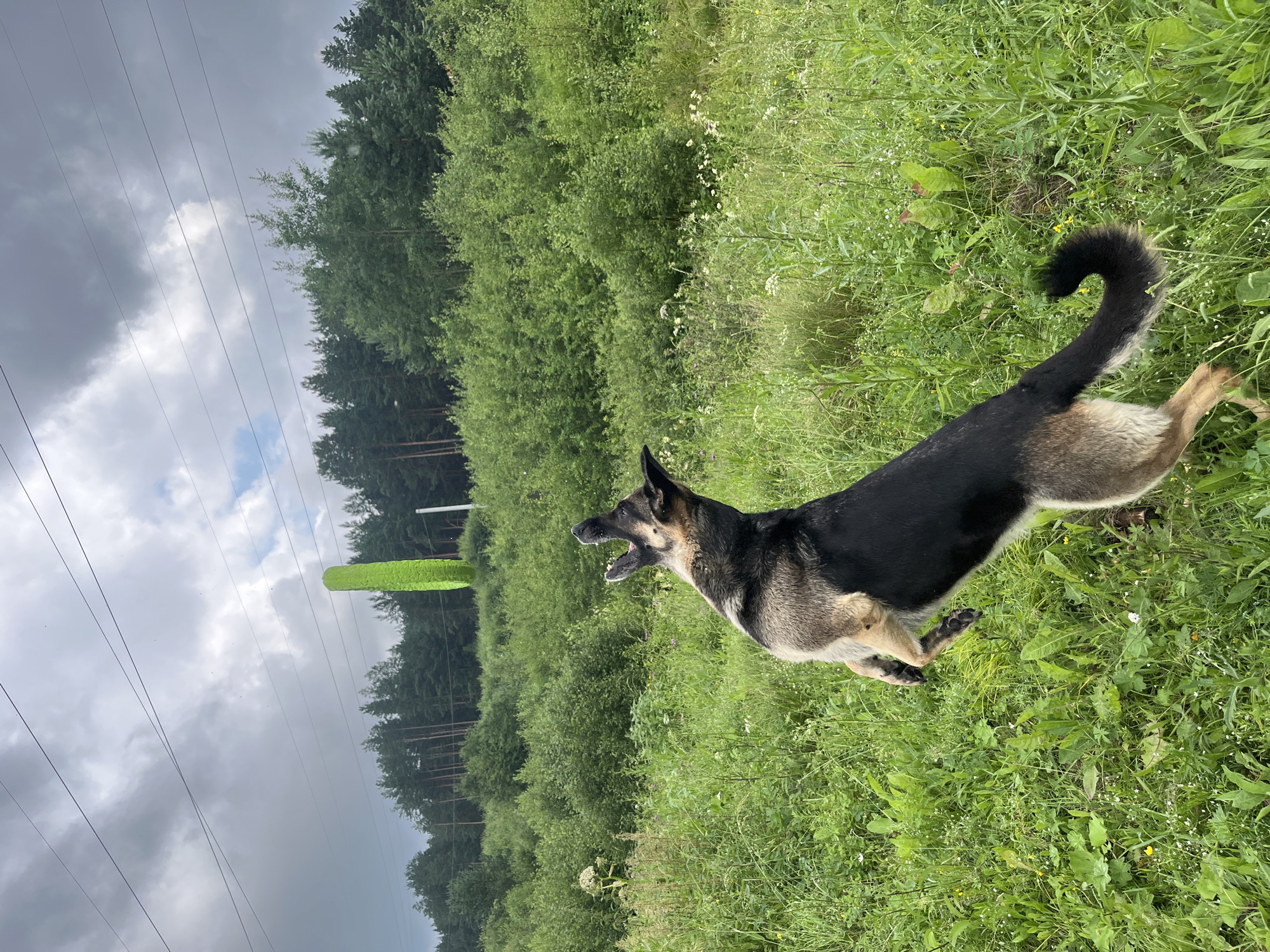 An adult German Shepherd dog is captured mid-air in a grassy field, leaping towards a tall, bright green, cylindrical object suspended in the air. The dog is positioned in the lower right quadrant of the frame, facing left with its mouth open as if trying to catch the object. Its hind legs are extended, and its front paws are reaching upwards. The object, a vertical, textured cylinder, hangs in the upper center of the image.
The environment is a lush, green meadow with various types of grasses and wildflowers. In the background, a dense forest of pine and deciduous trees stretches across the horizon. Above the trees, power lines are visible against a cloudy, overcast sky. The scene appears to be outdoors, possibly in a rural or semi-rural area, with no buildings or urban structures immediately apparent in the foreground or midground. The weather appears to be temperate with a cloudy sky.
Based on visual cues such as the vegetation, tree types, and the presence of power lines which are common in such environments, the scene is likely located in the outskirts of Nizhny Tagil, Russia, a city known for its industrial heritage and surrounding natural landscapes. The specific location within the city is not definitively identifiable from the image alone but is consistent with the general geography of the region.