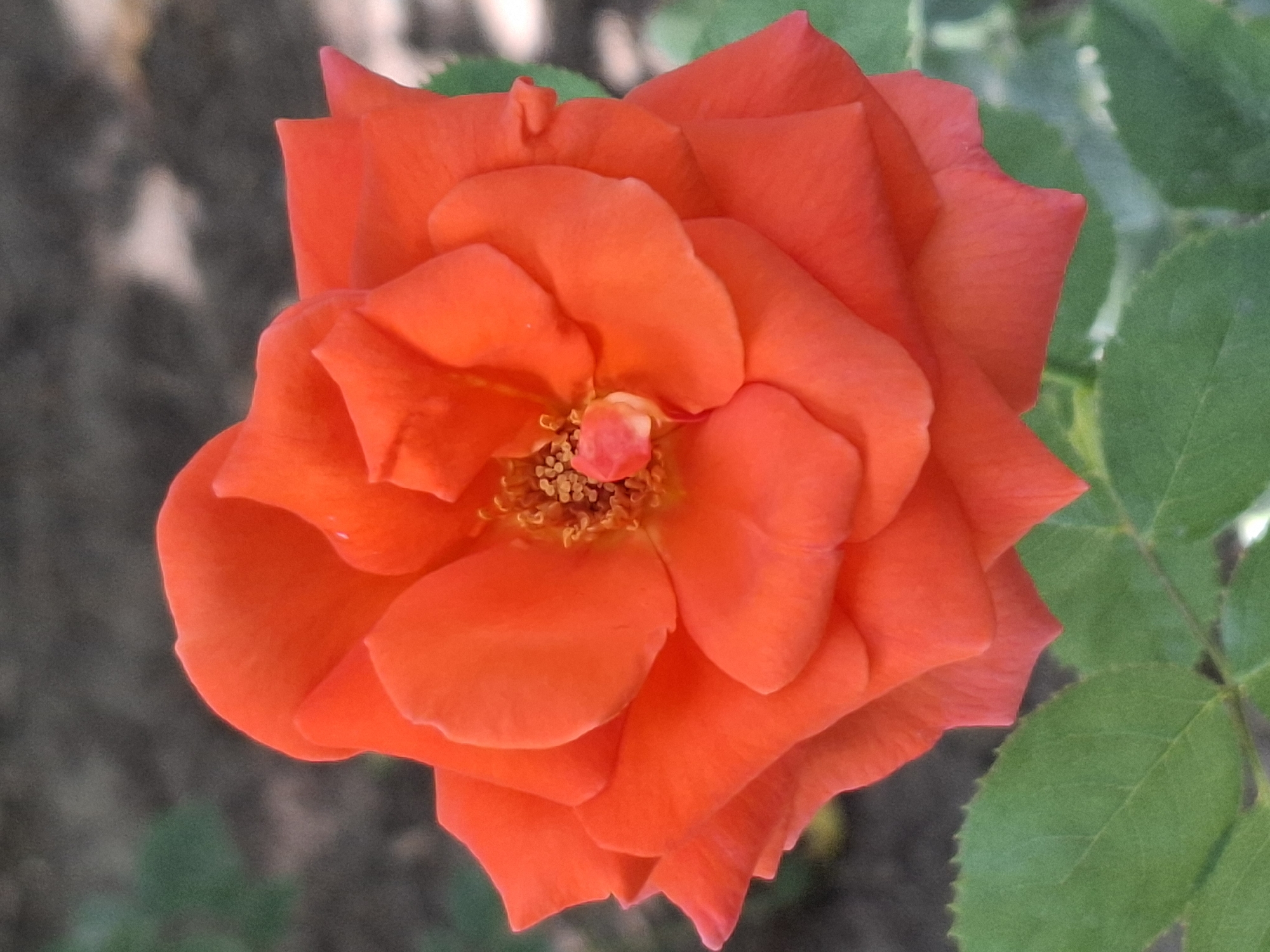 An orange rose is in full bloom, its petals unfurling to reveal a cluster of stamens in the center. The rose is set against a softly blurred background of green leaves and dark, earthy ground. The image captures the intricate details of the rose, from the delicate texture of its petals to the fine hairs on its stamens. This image was taken in Almaty, Kazakhstan, likely in a park or garden setting.