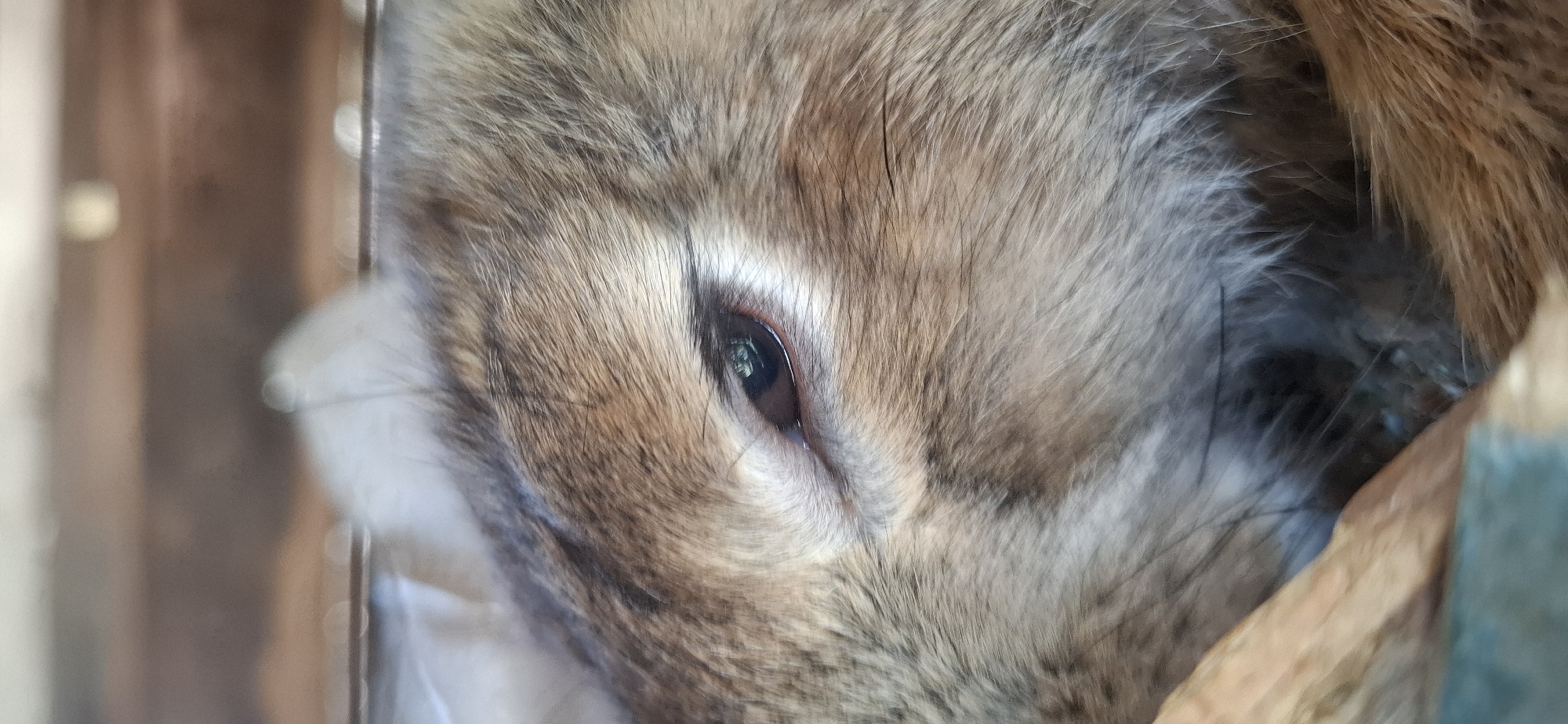 A close-up, vertical, slightly angled shot focuses on the eye of a rabbit. The rabbit's fur is a mix of brown and gray, with longer white hairs around the eye. The eye itself is dark brown with a visible reflection of greenery. The background is softly blurred, showing hints of wood grain and a metallic surface, possibly suggesting an enclosure. The scene does not depict any elements identifiable to Ushtobe, Kazakhstan.