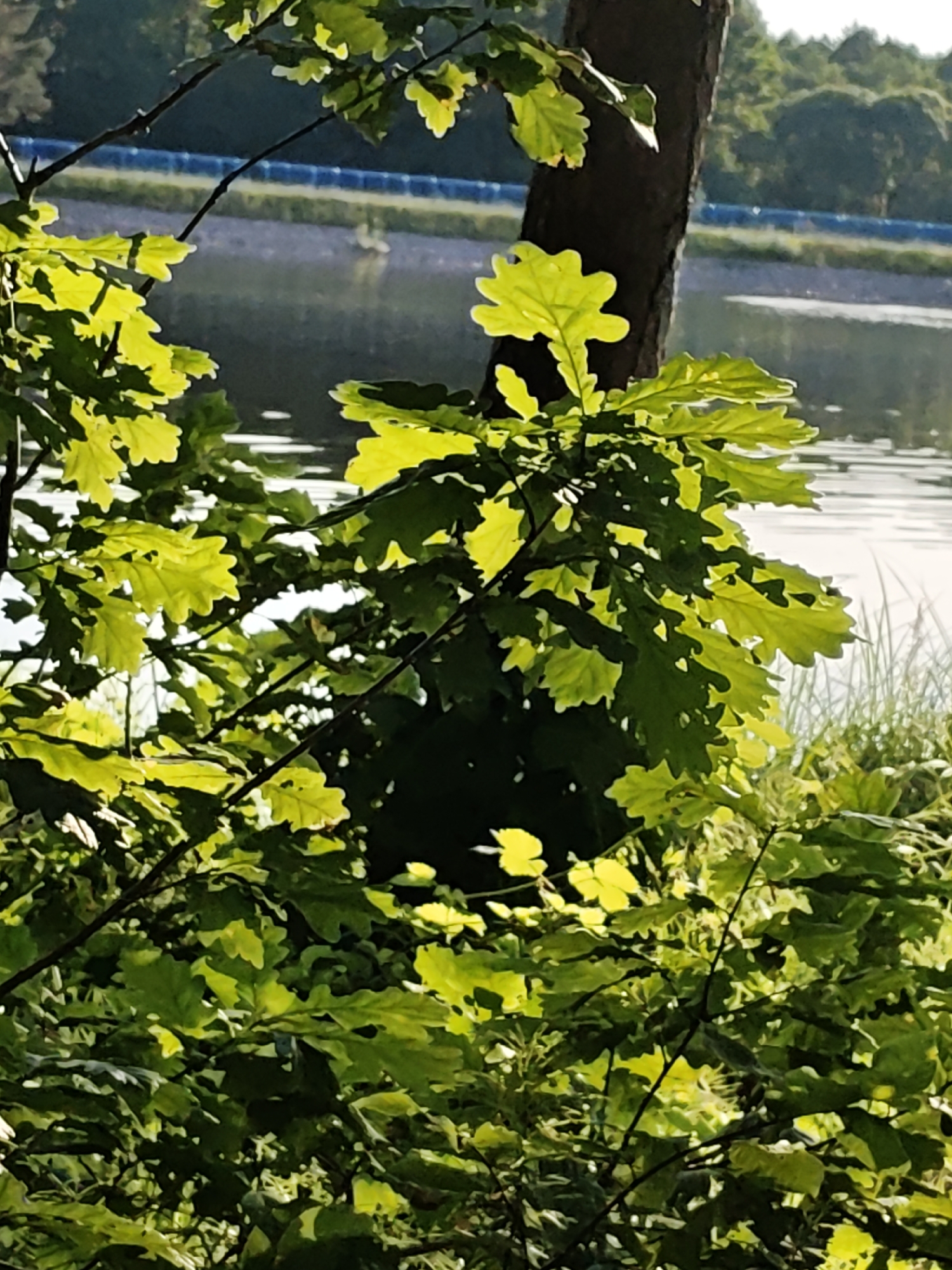In Lewiczyn, Poland, sunlight filters through the lush green leaves of an oak tree, casting a dappled glow on its textured brown bark. In the background, a tranquil body of water stretches out, its surface rippled by a gentle breeze. Beyond the water, a line of trees forms a verdant backdrop, their leaves a darker shade of green against the bright sky. The scene evokes a sense of peacefulness and natural beauty.