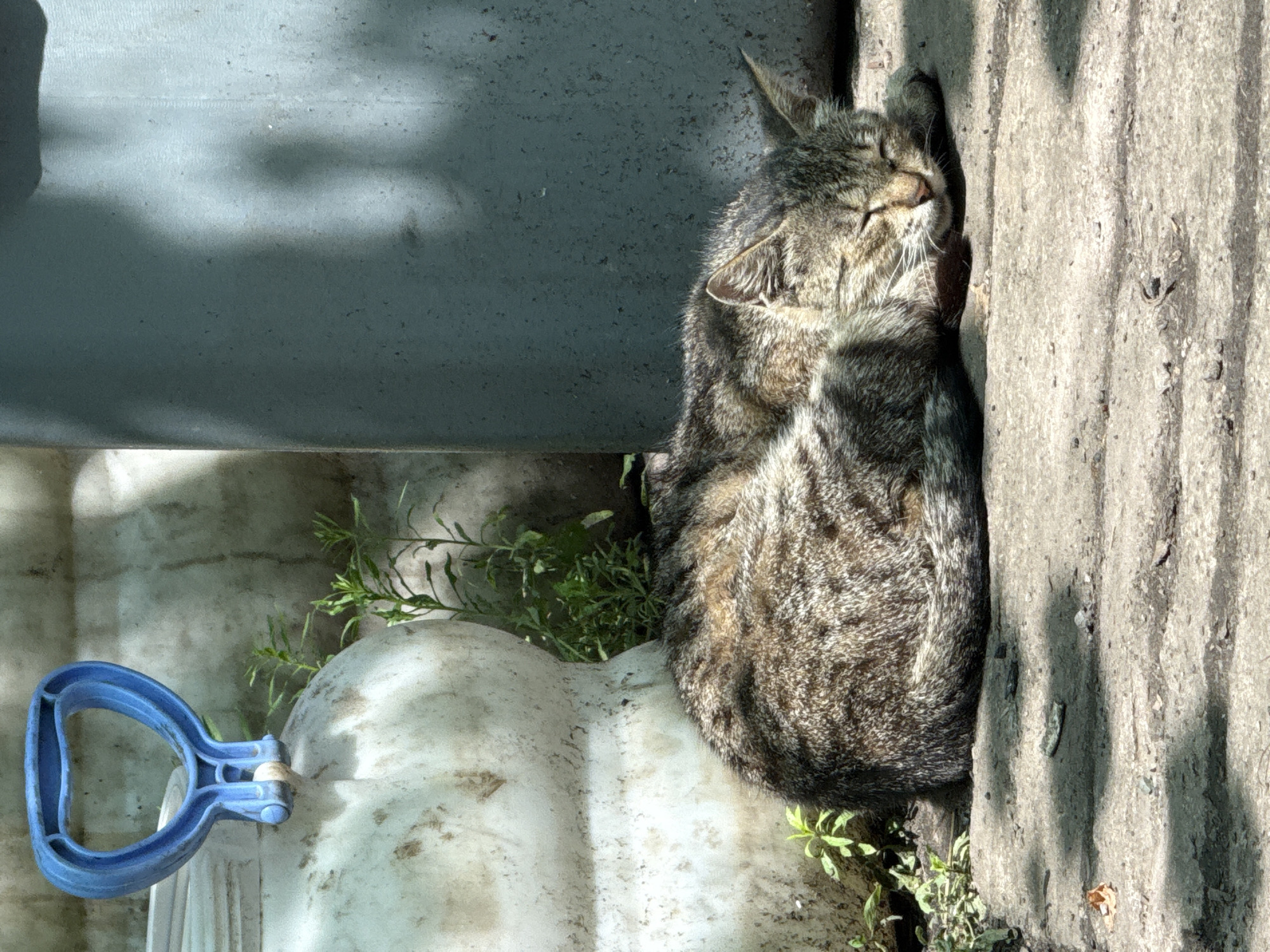 In Hirnyk, Ukraine, a domestic short-haired cat with tabby markings sleeps curled up on a concrete surface. The cat is positioned between a large, textured white plastic container with a blue handle and a tall, dark gray cylindrical object. Green foliage grows around the base of the white container. Shadows from overhead objects create a dappled pattern on the ground and the gray cylinder. The scene appears to be outdoors, likely in a yard or alleyway.