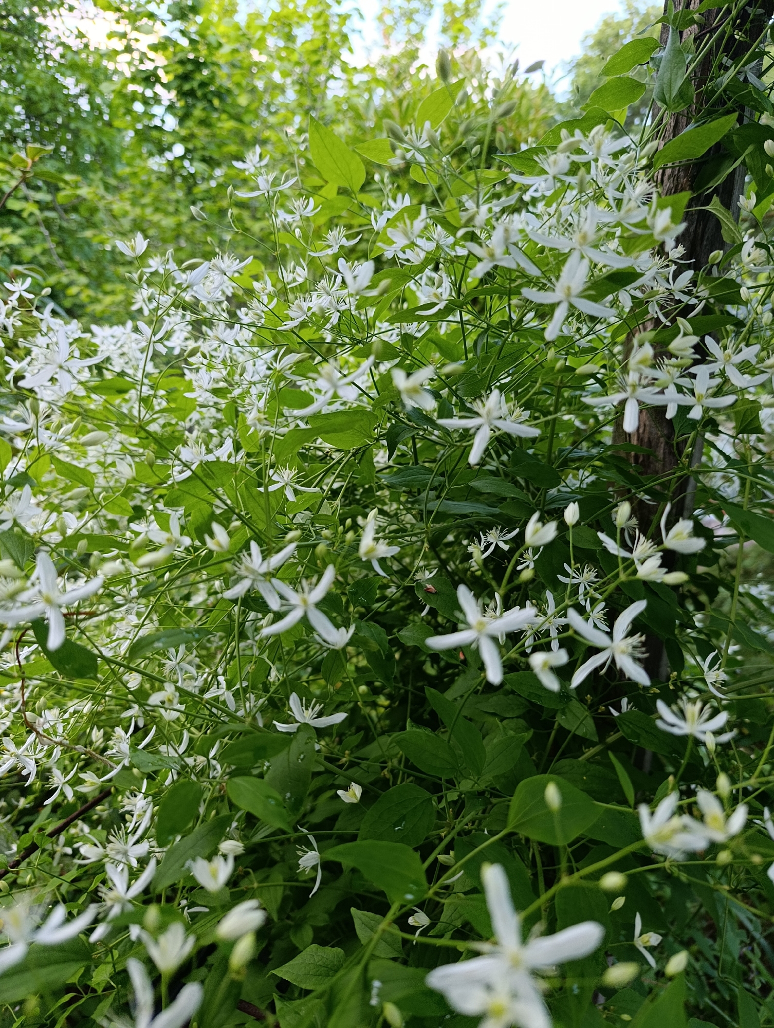 The image depicts a dense cluster of white, star-shaped flowers and green foliage, likely a flowering vine. The flowers are small and delicate, with multiple petals and a central stamen. The leaves are lush and varied in shape and size, providing a backdrop of vibrant green. The scene appears to be outdoors, with dappled sunlight filtering through the leaves from above, suggesting a natural or garden setting. The background is softly blurred, hinting at more greenery and possibly a tree trunk to the right. The image was captured in Bratske, Ukraine.