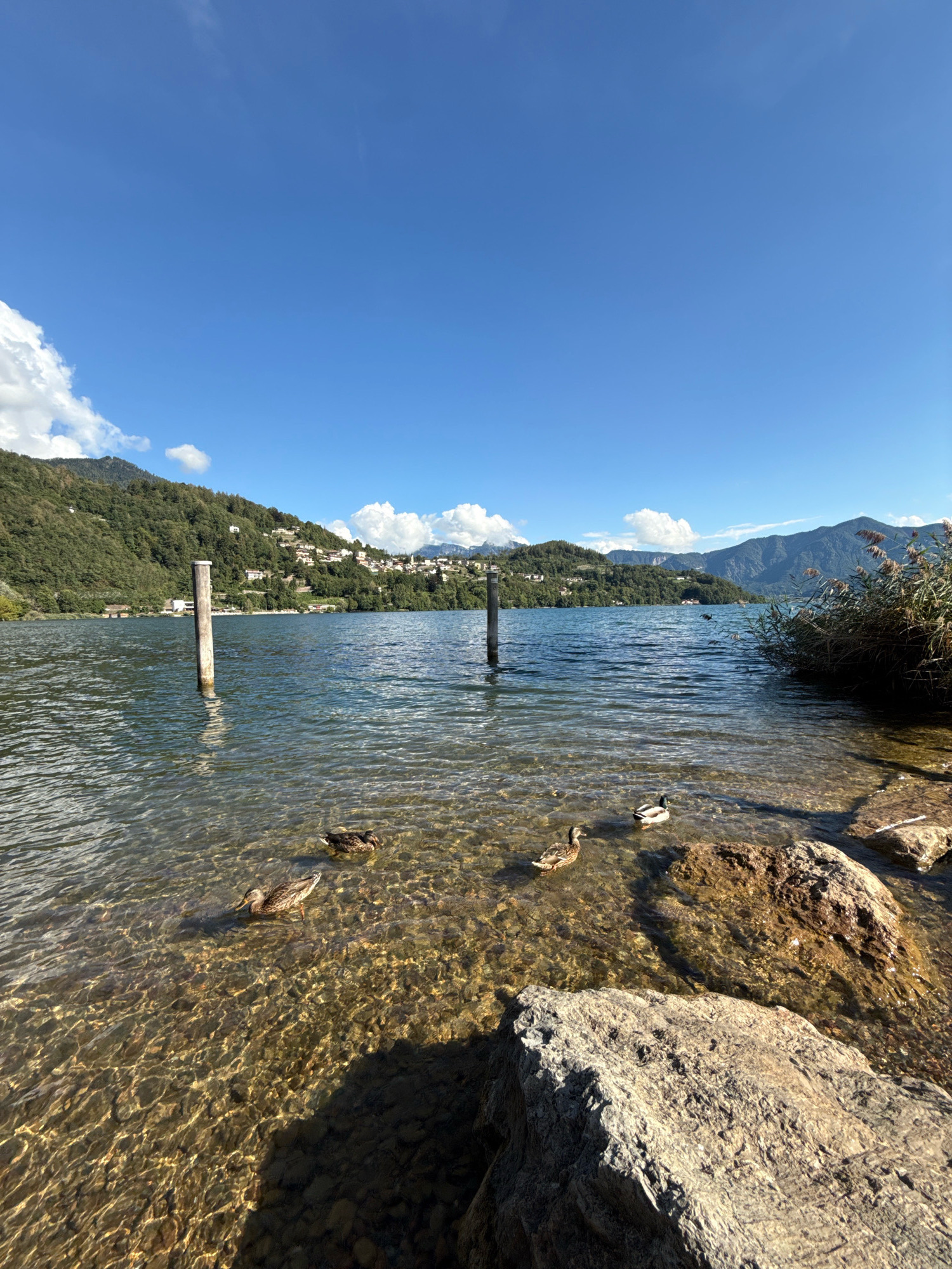 In the city of Pergine Valsugana, Italy, a tranquil scene unfolds by a clear, shallow lake on a sunny day. The water's surface is gently rippled, allowing sunlight to illuminate the pebble-strewn lakebed. Several ducks are visible, swimming and resting in the water near the shore, which is marked by large, light-colored rocks. In the background, a lush, green hillside is dotted with houses, suggesting a settlement nestled amidst the natural landscape. Tall, dry reeds grow along the right bank of the lake, adding a touch of wildness to the serene environment. The sky above is a brilliant, cloudless blue.