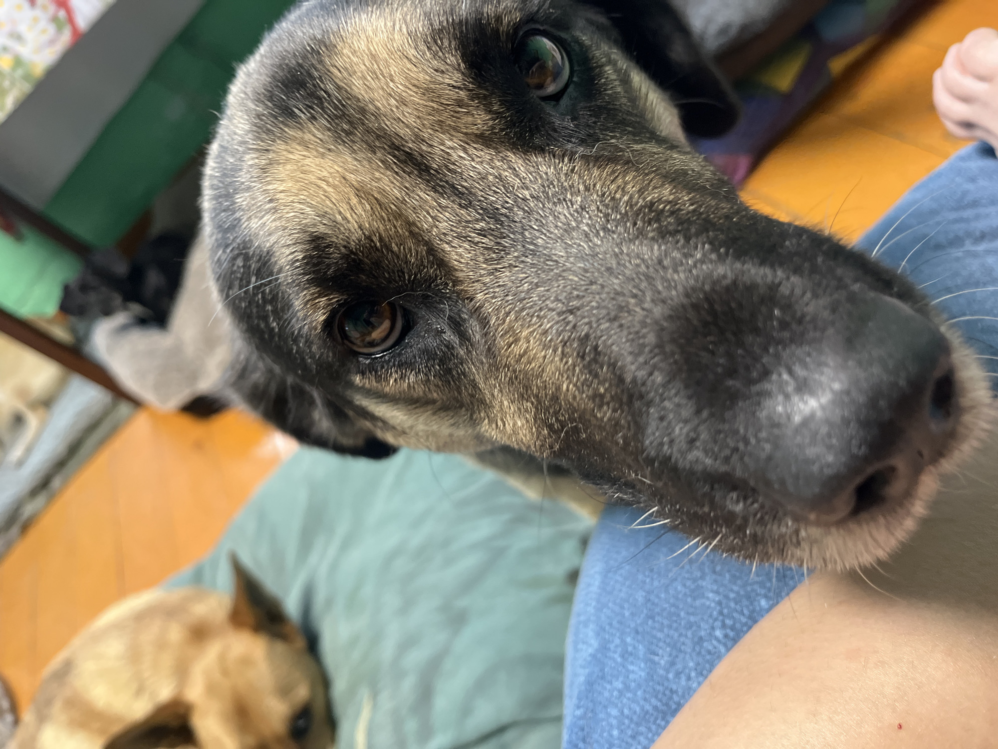 A close-up, overhead shot shows a German Shepherd dog with its face in the foreground, looking directly at the camera. The dog has brown and black fur with distinct tan markings around its eyes and muzzle. Its eyes are dark brown and appear alert. In the background, another dog, possibly a lighter-colored mixed breed, is partially visible, lying down on a teal-colored cushion. The setting appears to be indoors, with an orange floor visible and hints of furniture and a green surface in the background, suggesting a domestic environment. The bottom of the frame includes a person's leg, clad in blue denim jeans, with the dog's muzzle resting close to it. There are no discernible landmarks or objects that would indicate a specific location in Nizhny Tagil, Russia. The image captures a moment of interaction between a dog and a person, with another dog present in the background.