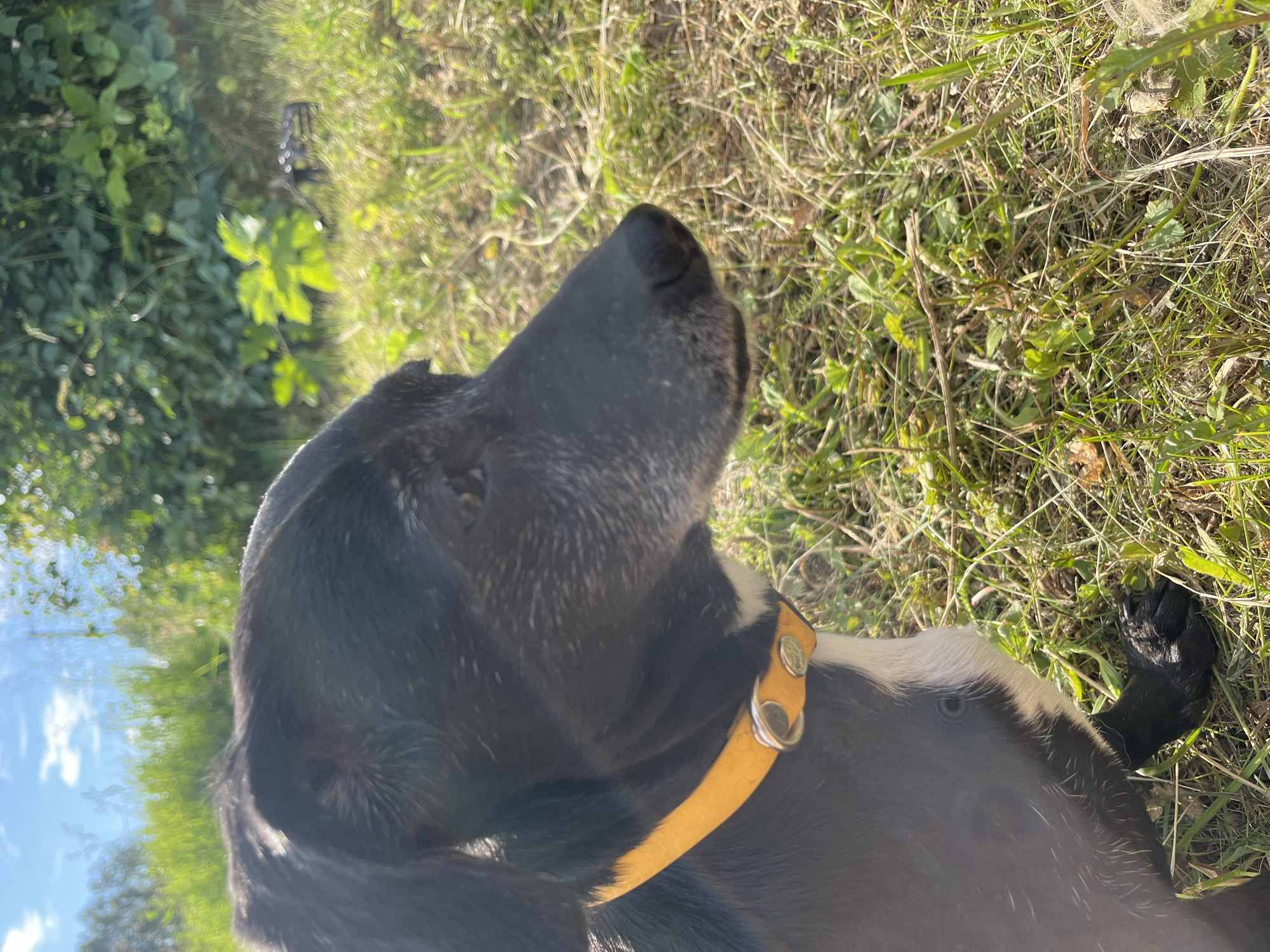 A close-up shot shows a black dog lying on the grass on a sunny day. The dog is wearing a yellow collar with silver buckles. Its fur is black with white markings on its chest. The dog's head is turned to the right, and its nose is visible. The background consists of green grass and foliage. The image appears to have been taken in an outdoor setting, possibly a park or a backyard. The lighting suggests it is daytime, and the weather is clear and sunny. There is no visible text in the image. The location context is Nizhny Tagil, Russia.