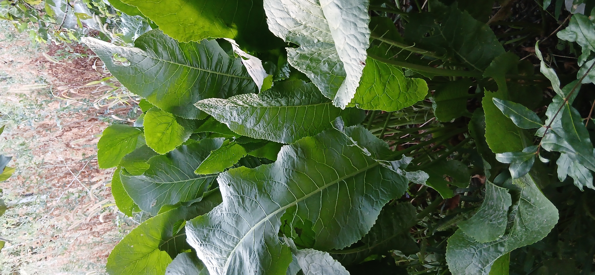 The image shows a close-up view of large, green, textured leaves of a plant, likely a horseradish plant, growing in a patch of dense foliage. The leaves are broad, with prominent veins and serrated edges, some showing signs of minor damage. The background is a blur of dried grasses and other vegetation, suggesting an outdoor, possibly wild or garden setting. There are no people or animals visible in the frame. The lighting suggests it is daytime, with natural light illuminating the scene. The overall impression is one of lush, untamed plant growth.