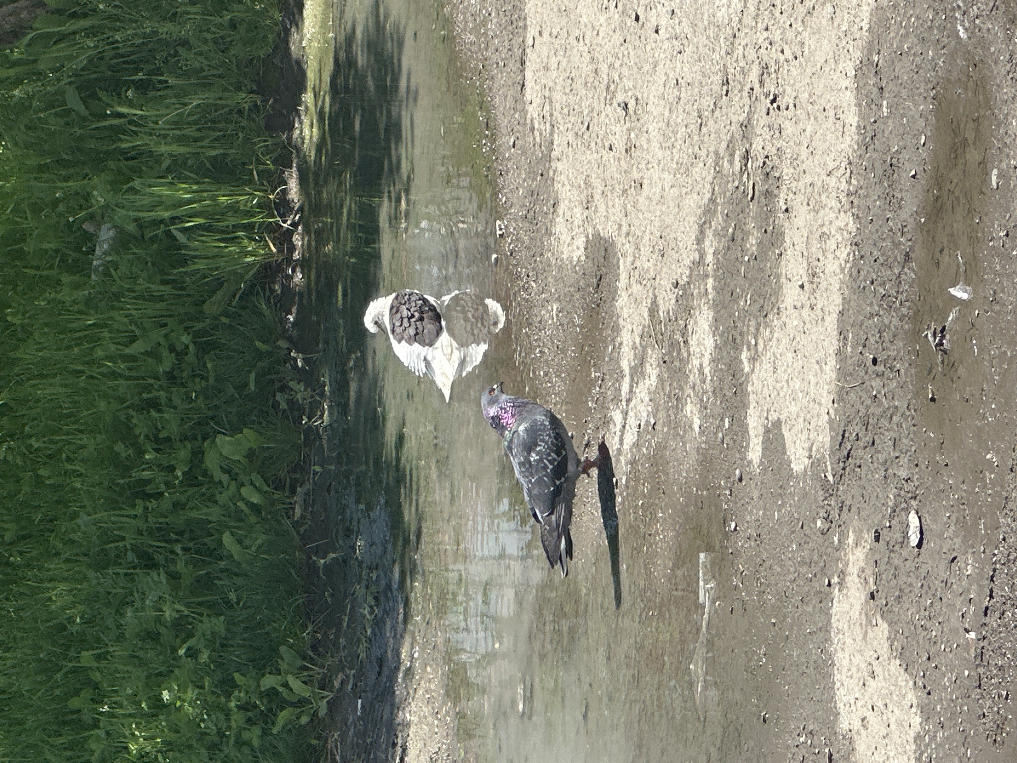 This image, captured in Stavropol, Russia, depicts an outdoor scene featuring two pigeons by a shallow puddle on a sunny day. The perspective is from above, looking down at the ground.
The scene is divided horizontally into three main sections: a strip of lush green grass on the left, a muddy or wet area with a shallow puddle in the middle, and a drier, gravelly or dirt path on the right. The ground on the right shows texture with small stones and irregular dark patches.
Two pigeons are the central subjects. One pigeon, primarily white with distinct black and white patterned markings on its back, is positioned within the shallow water body on the left side of the puddle. It is facing away from the viewer, appearing to be either bathing or wading. Its form is clearly reflected in the water. To its right, on the edge of the puddle or slightly on the drier ground, stands a typical grey pigeon, a rock dove, distinguished by iridescent purple and green feathers on its neck and upper breast. This pigeon is facing left, seemingly observing the bathing pigeon.
The strong sunlight creates clear, elongated shadows of both pigeons on the ground and in the water, suggesting a bright, clear day. There are no human subjects or visible text in the image. The setting appears to be an unpaved area, possibly a park or an informal path, where water has collected, providing an opportunity for the birds.