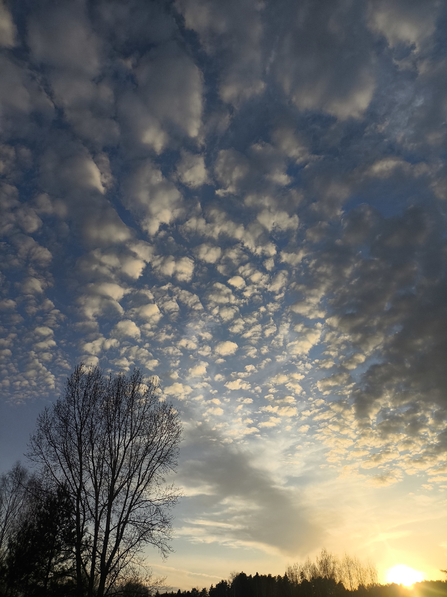 The image shows a sunset sky filled with numerous small, puffy, white clouds, transitioning into darker, denser clouds on the right side. The sky is blue, visible between the clouds. In the foreground, a bare tree with intricate branching patterns is silhouetted against the sky. Below the tree, there's a row of dark silhouettes of trees along the horizon, indicating a forest or treeline. The sun is low on the horizon, emitting a bright glow and casting a warm, golden light across the lower portion of the sky and trees. The location is Chaikovsky, Russia, as indicated in the query. There are no people visible.