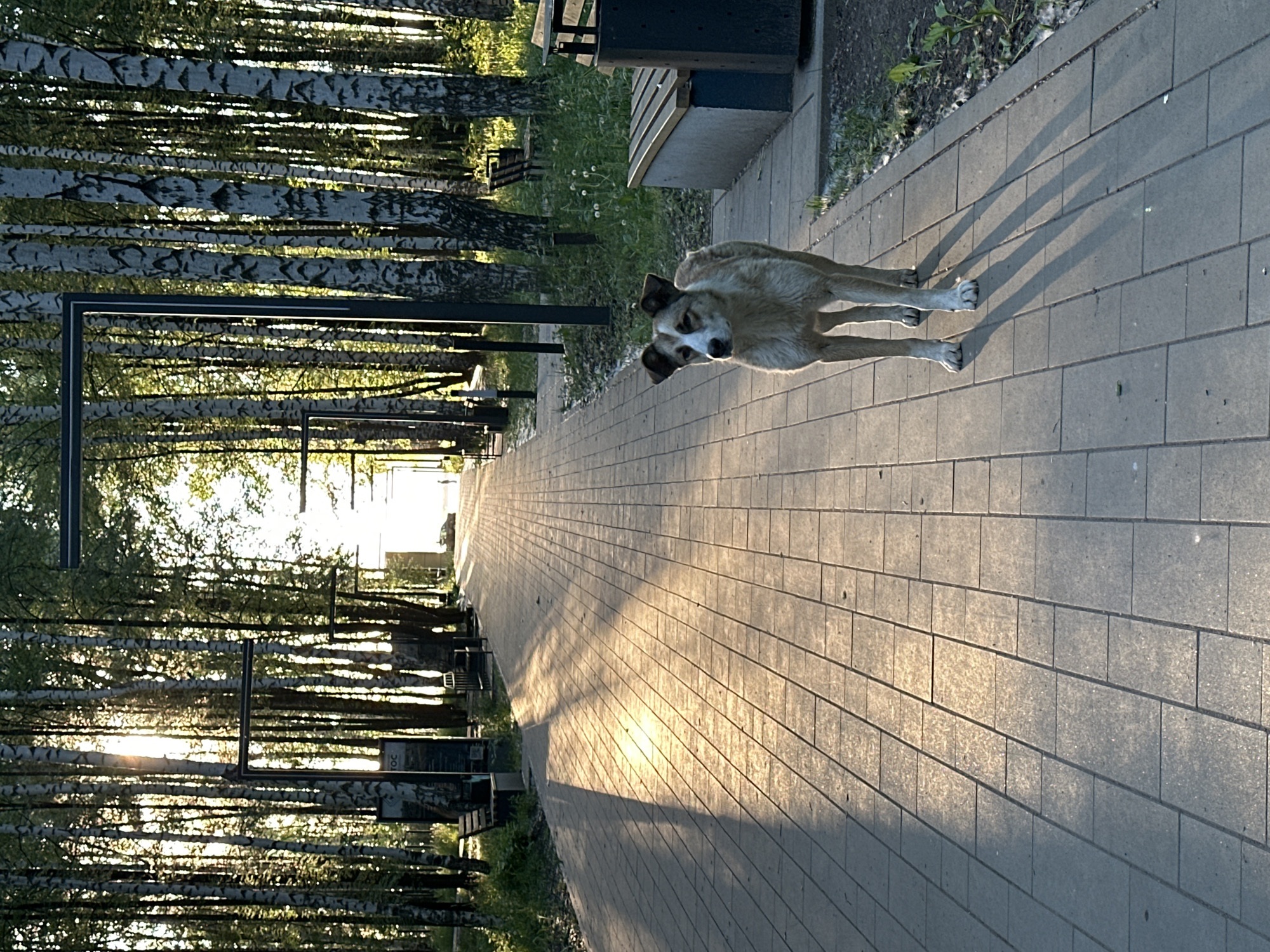 A sideways medium shot captures a dog standing on a brick-paved path. The path leads towards a bright light source in the distance, flanked by trees. Benches and other park elements are visible along the path. The location is a park in the city of Unknown, Unknown.
