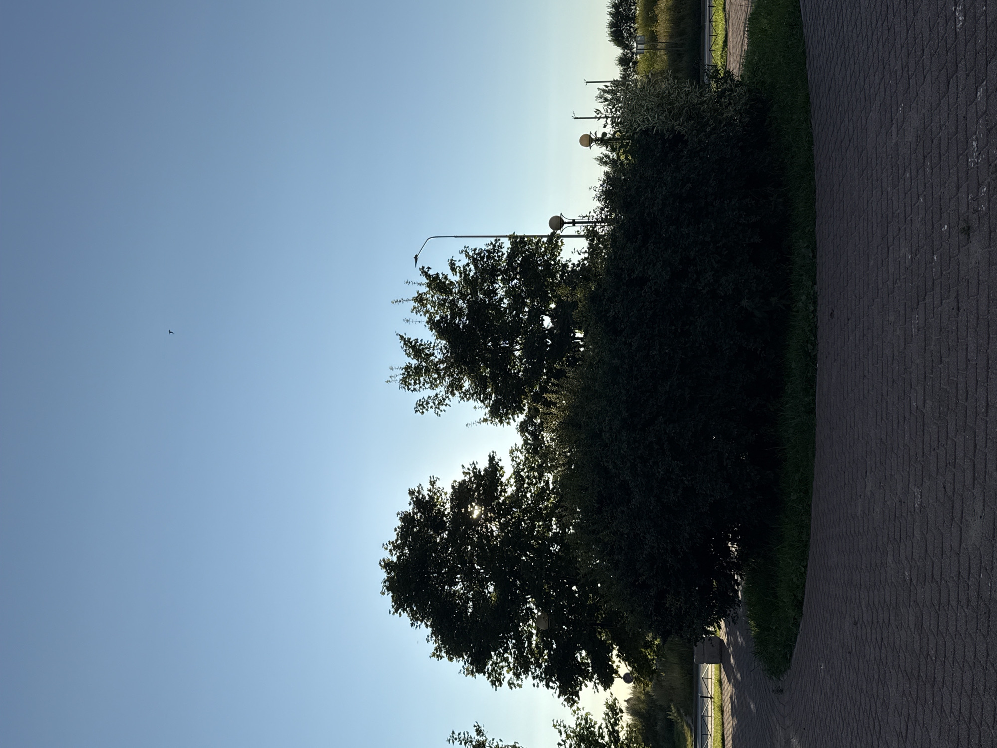 This image depicts a paved circular area with a large, dark green bush and two silhouetted trees in the background. The sky above is a clear, pale blue. A single bird is visible flying in the upper portion of the sky. Streetlights are present behind the foliage. The foreground is dominated by a dark grey, patterned paved surface. The overall lighting suggests it is either early morning or late afternoon due to the low angle of the sun, which is partially obscured by the trees, creating sun flares. The scene is likely an outdoor public space, such as a park or a plaza, within Saint Petersburg, Russia.