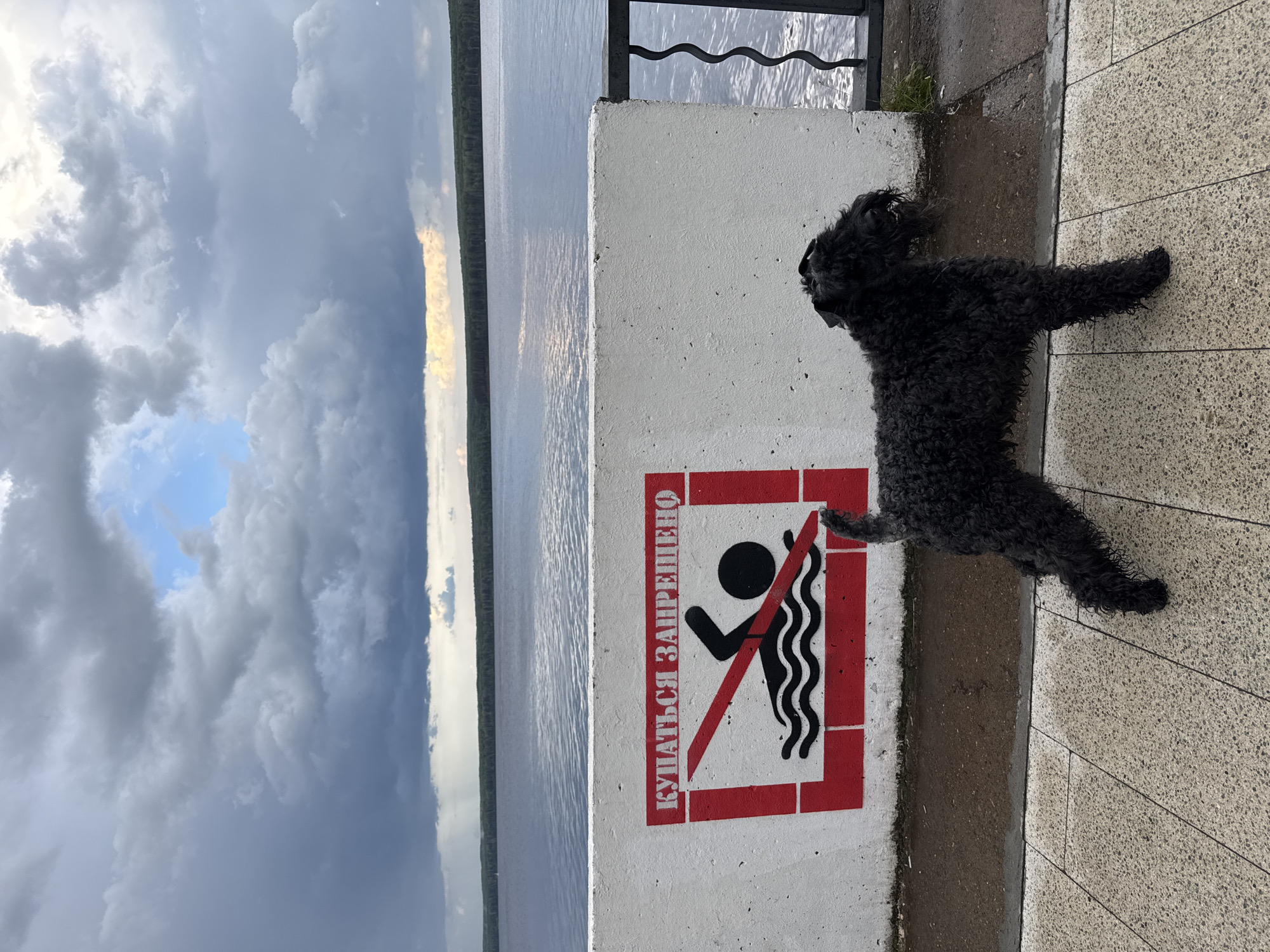 A black Kerry Blue Terrier stands on a paved walkway next to a white concrete barrier in the city of Chaikovsky, Russia. The barrier is marked with a red and white "no swimming" sign, featuring a red rectangle with a diagonal red line across a depiction of a swimmer and waves. Beyond the barrier is a wide, calm body of water, likely a reservoir or river, with a tree line visible in the distance. The sky is filled with dramatic, dark, and light grey storm clouds, with patches of blue sky peeking through, suggesting an overcast or impending weather event. The ground beneath the dog and the barrier appears damp. A dark metal railing with a wavy design runs along the edge of the barrier, separating it from the water. The scene is captured from a slightly low angle.