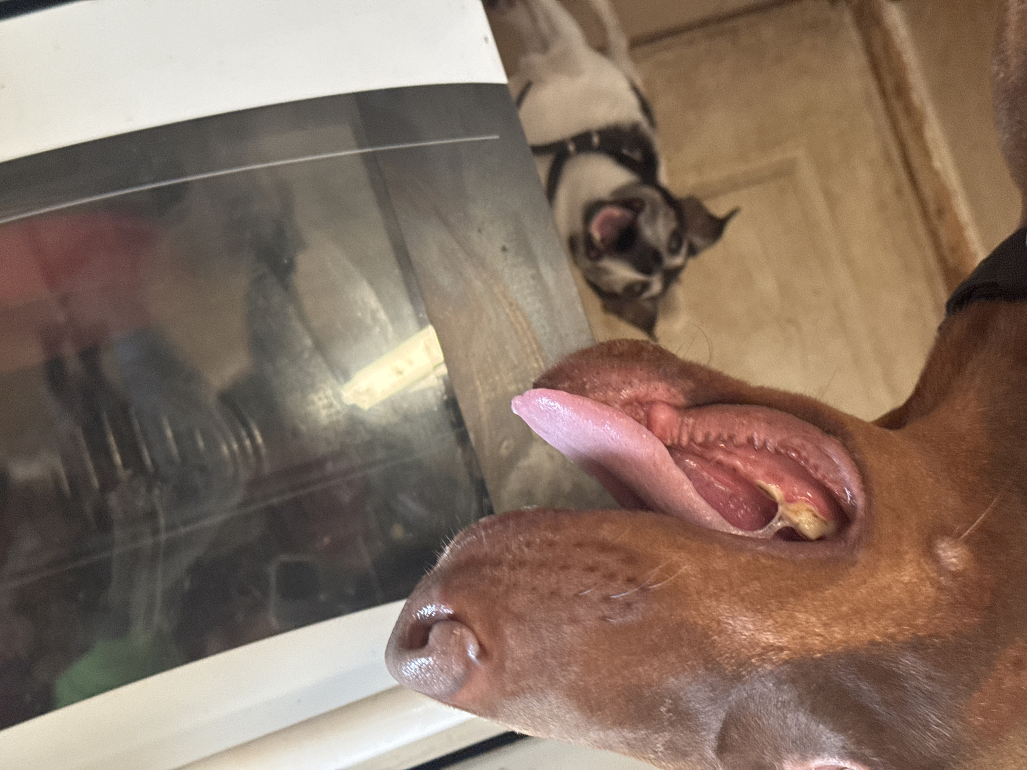 The media file features a close-up shot of a dog's open mouth, with its tongue extended. The dog has brown fur and a wet nose. In the background, another dog, a small white and black mixed breed, is visible, also with its mouth open. The setting appears to be indoors, possibly a kitchen or living area, with a white appliance and a wooden door visible. The lighting suggests it could be daytime. The overall mood is playful or curious, with both dogs appearing engaged. There is no visible text in the image.