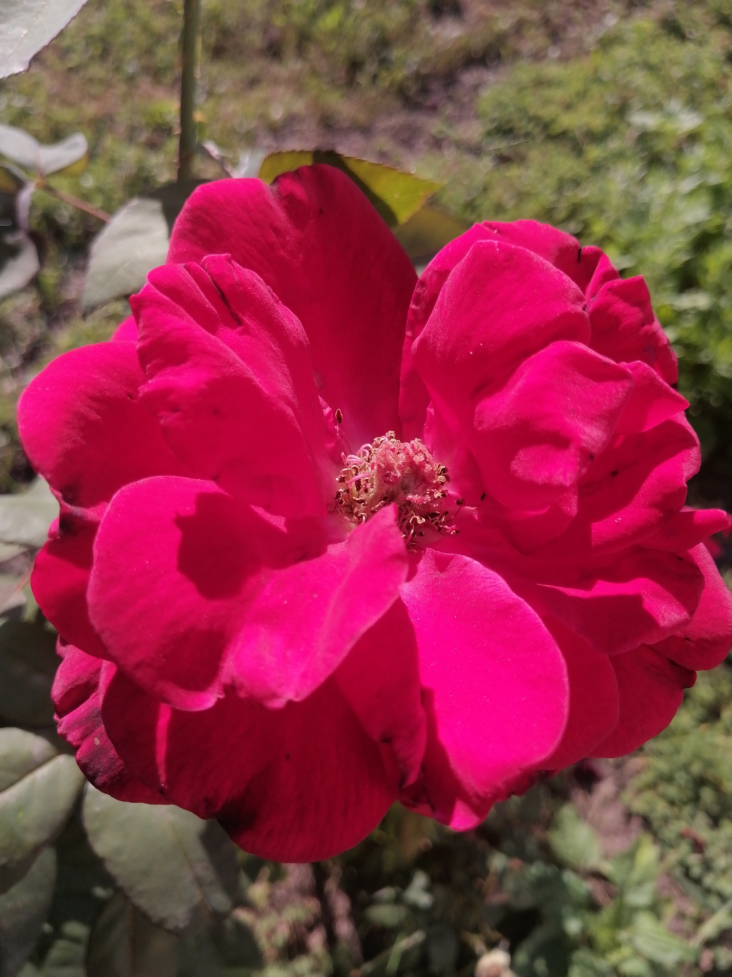 A close-up, high-angle shot captures a vibrant, deep pink rose in full bloom against a softly blurred background of green foliage. The rose's petals are layered and slightly ruffled, with delicate darker markings visible on some edges. The center of the rose reveals its stamens, which are a light brown color. The lighting suggests it is a sunny day, casting subtle shadows on the petals. The image does not provide any specific information about its location in Kremenchuk, Ukraine.
