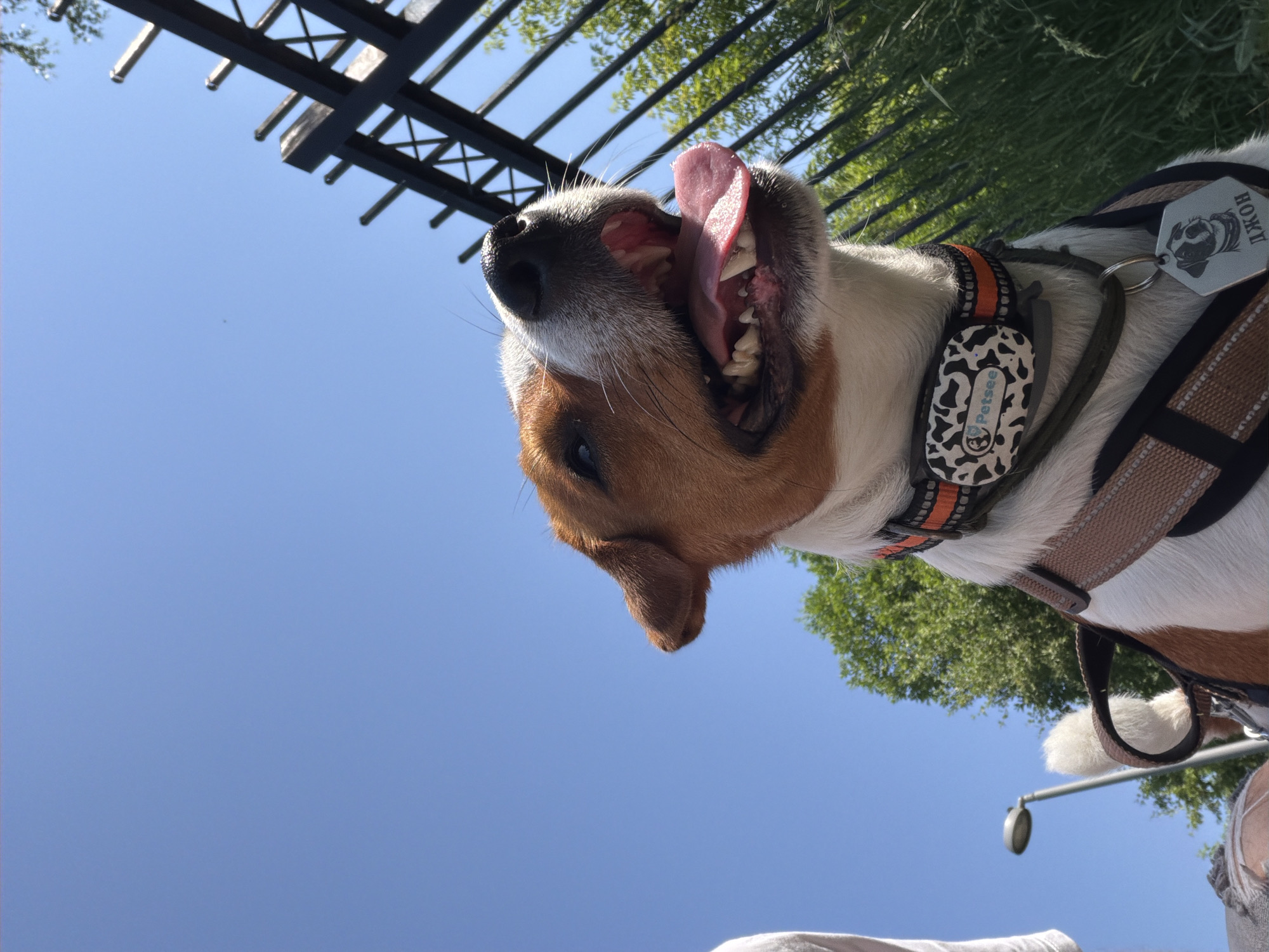 A low-angle outdoor shot shows a Jack Russell Terrier dog on a sunny day with a clear blue sky. The dog, wearing a brown and black harness and a black collar with an orange band and a white tag featuring a cow-print pattern and the "Petsee" logo, is looking upwards with its mouth open and tongue out. A hexagonal dog tag with a drawing of a dog and Russian text that reads "джон" is attached to the harness. In the background, a black metal fence with diamond-shaped patterns is visible, along with green trees and foliage. To the left of the dog, a streetlamp with a curved top is partially visible. The lower right portion of the image shows a person's leg and foot, and the upper left shows a portion of a person's torso. The scene appears to be in a park or outdoor public space.