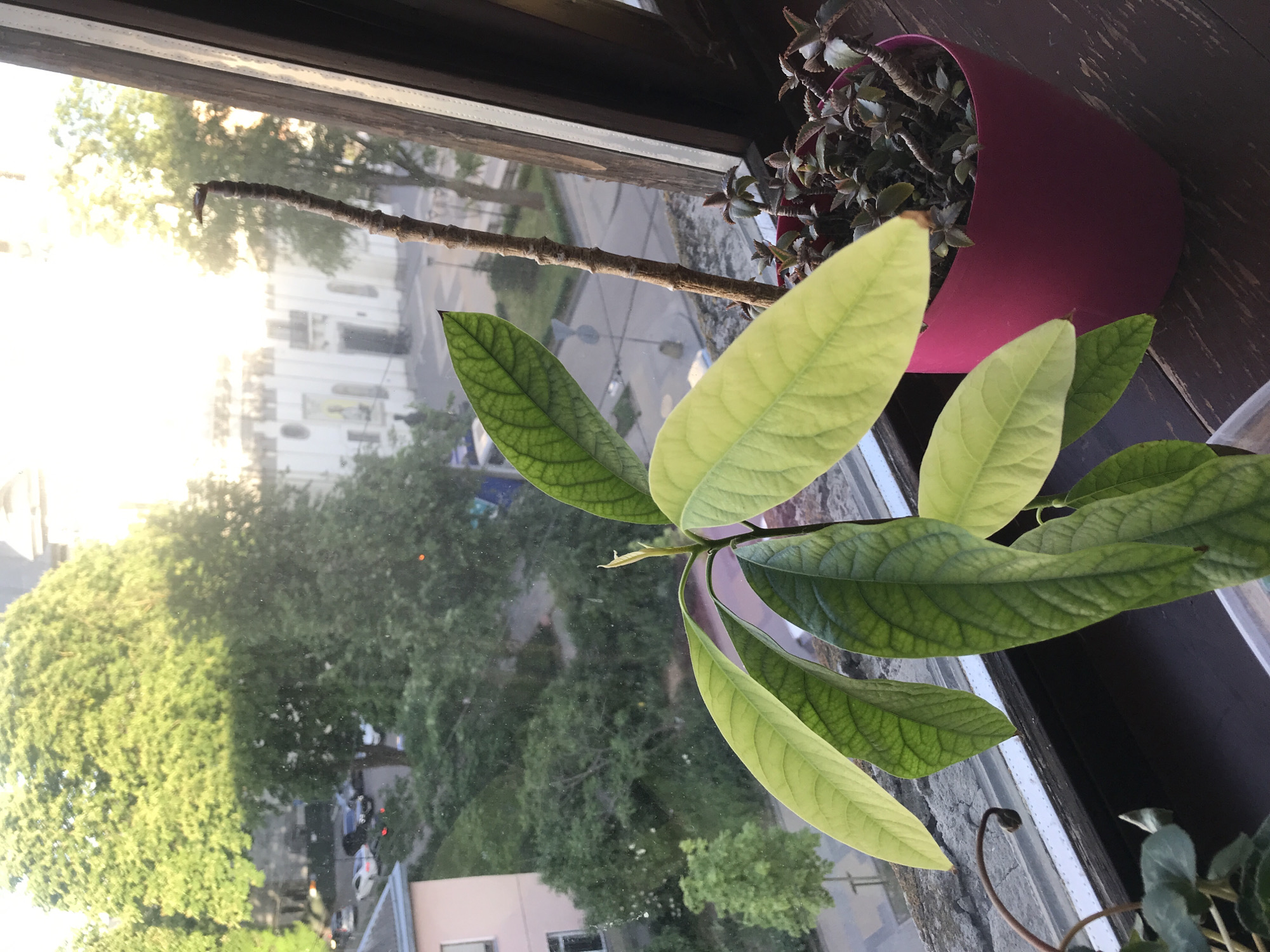 The image is taken from a high angle, likely inside a building, looking out a window. The window frame is visible, made of dark wood. The view outside shows a cityscape of Ternopil, Ukraine with buildings and lush green trees filling the scene. Cars are visible parked on the side of the street.
Inside, on the windowsill, there are two potted plants. One pot is magenta and contains a plant with small, dark green leaves. The other plant has larger, bright green leaves.