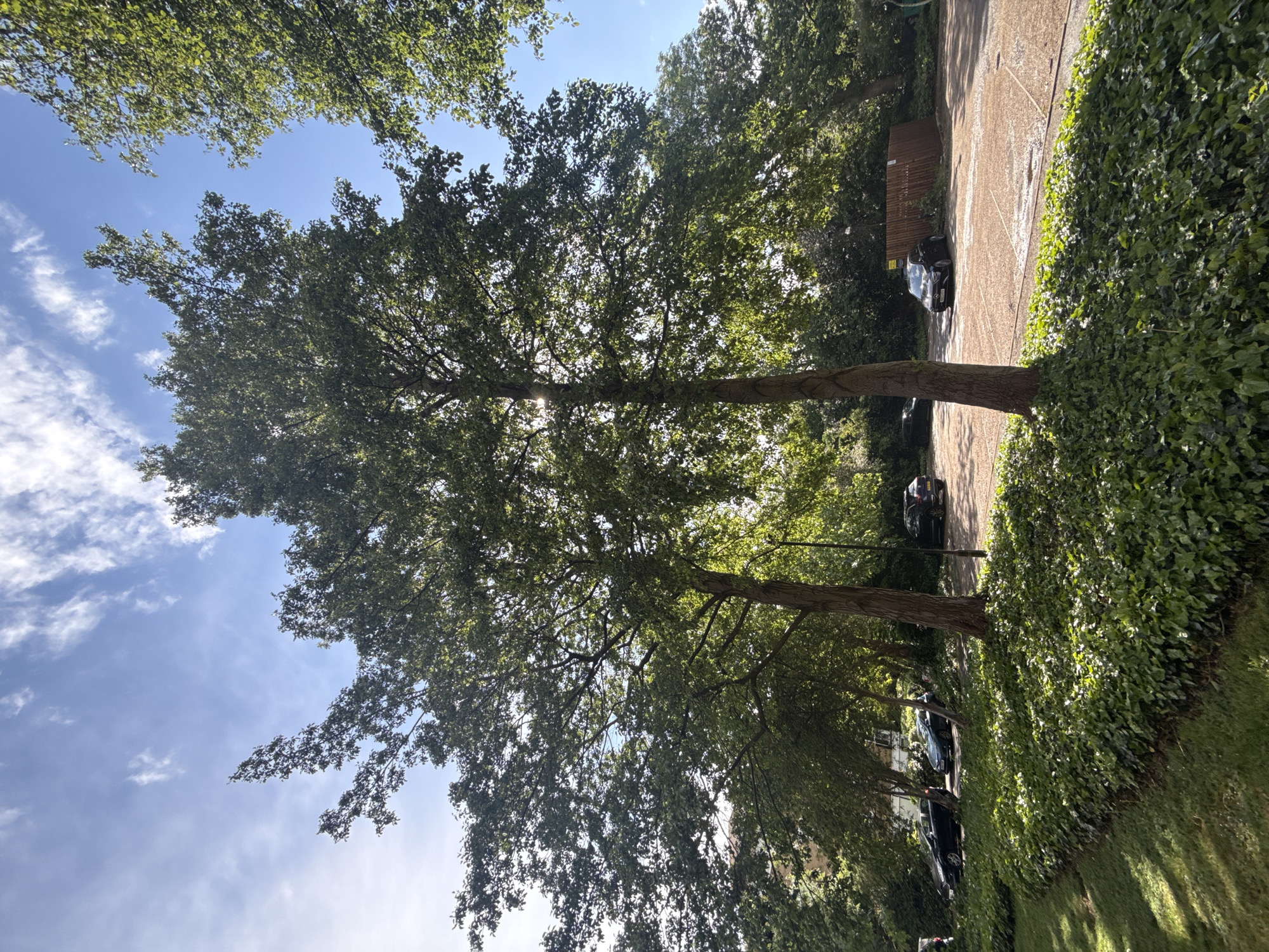 The image shows a residential street in London, United Kingdom. The street is lined with mature trees providing a canopy over the road and adjacent sidewalk. A row of cars is parked along the side of the street next to a high, dense ivy wall. The sky is visible through the trees, with scattered clouds. The photo appears to have been taken on a sunny day.
