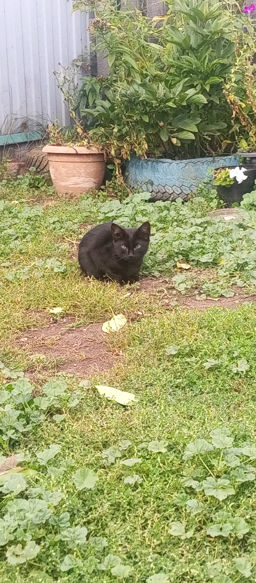 A black cat is sitting on the grass in a yard. The cat is looking towards the camera with its ears perked up and its eyes open. The cat is in the center of the image. The yard is covered in grass and some plants. There are some potted plants and a tire in the background. The fence in the background appears to be made of metal. The scene is likely in a residential area in the village of Salikhovo, Russia.