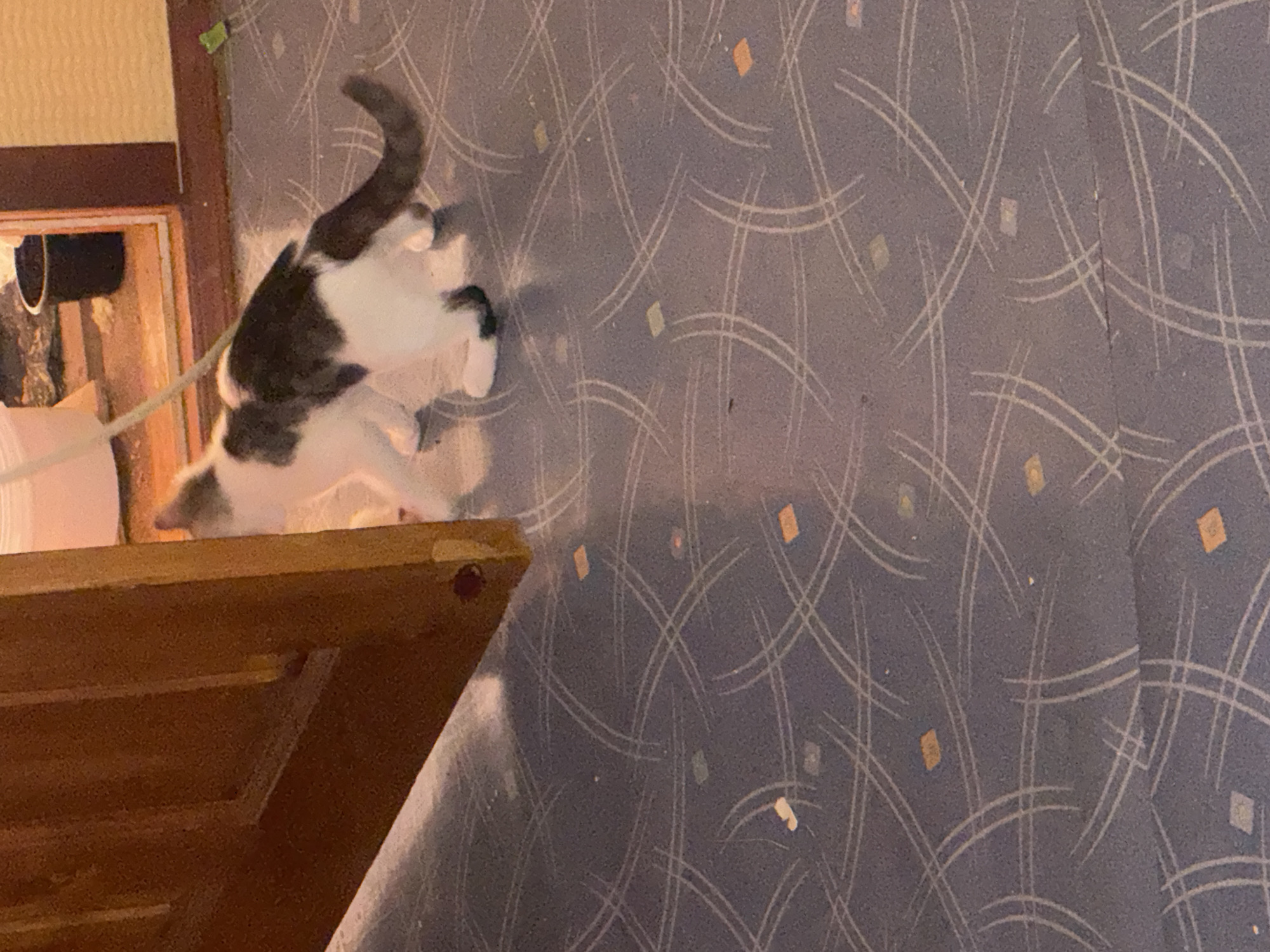 An indoor scene features a black and white cat standing on a patterned carpet. The cat is facing away from the camera, with its tail curled upwards. To the left of the cat, a portion of a wooden door frame is visible. The background includes a glimpse of a white bucket and a black bin. The lighting suggests an evening or indoor setting.