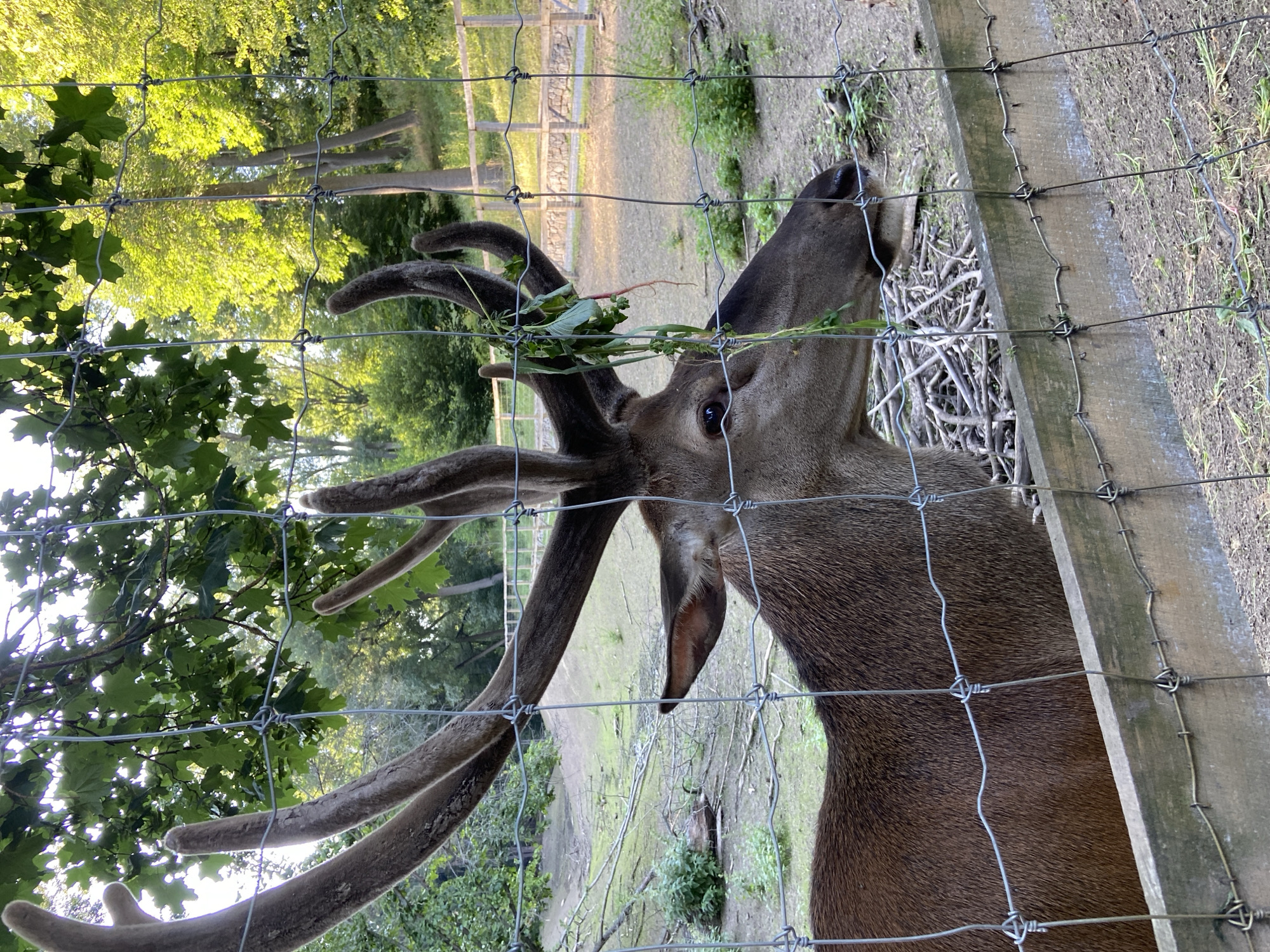 A close-up, horizontal, eye-level shot shows a large deer with impressive antlers in an outdoor enclosure. The deer is facing right, looking up and to the right, with some green leaves and twigs in its mouth. Its right eye is visible and appears dark. The deer has thick, brown fur. The enclosure is defined by a wire fence in the foreground, which creates a grid pattern across the image, and a wooden post on the right side. Through the fence, a grassy area with some fallen branches and sparse vegetation can be seen. In the background, lush green trees with bright sunlight filtering through their leaves suggest a warm, sunny day, possibly late afternoon due to the quality of light. The overall scene is natural and serene, with the deer appearing to be grazing. No people or text are visible.