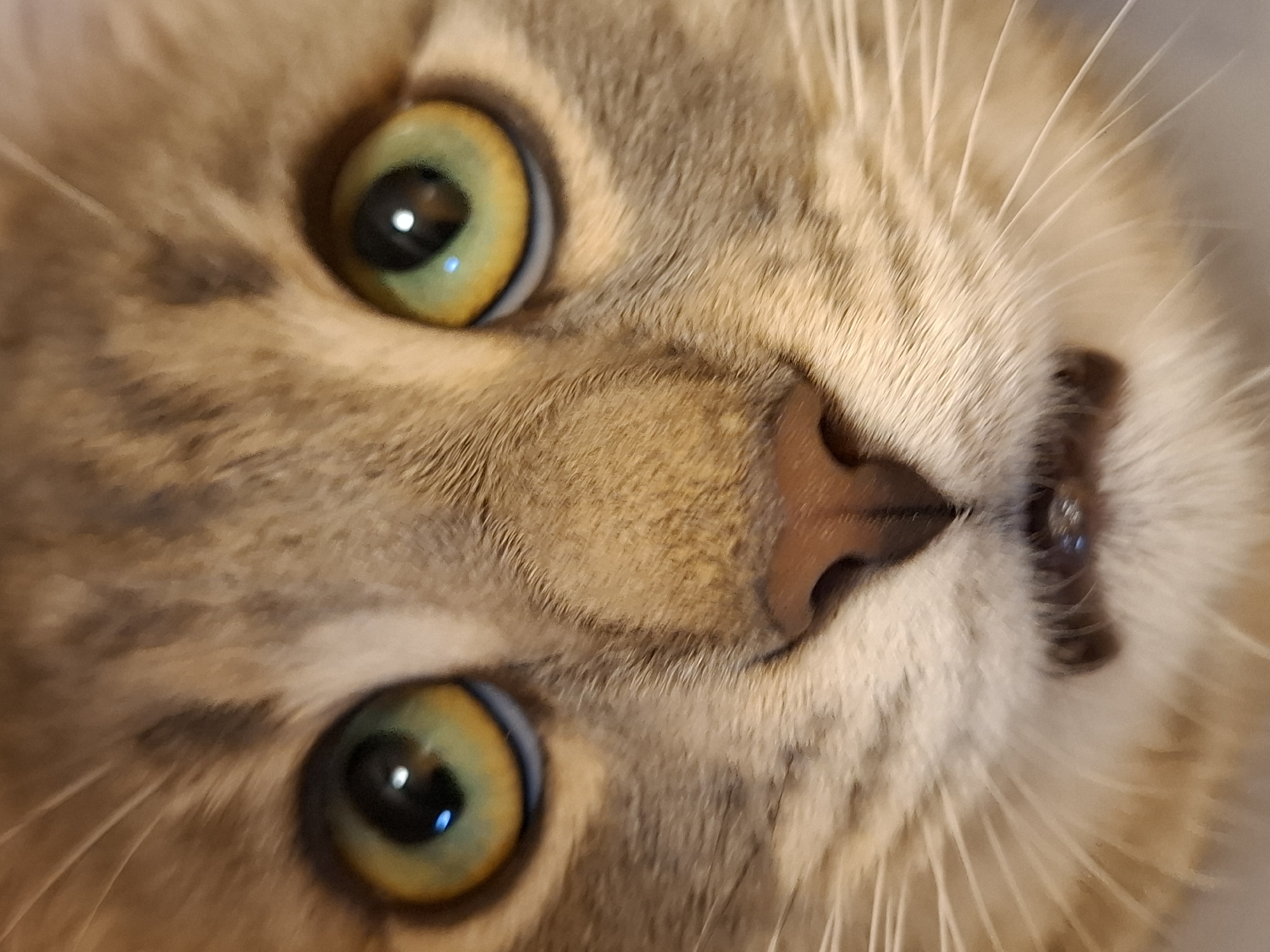 A close-up image focuses on the face of a light brown cat with green and yellow eyes. The cat's pink nose is centered in the frame, and its white whiskers are visible. The background is out of focus. The location is not discernible from the image.