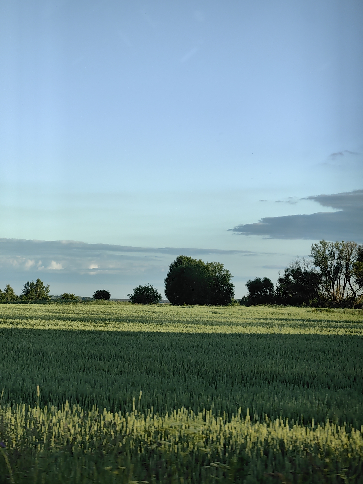 The image depicts a vast, green field of crops under a clear blue sky with scattered clouds. The crops appear to be tall and dense, with a subtle sunlight casting shadows across them. In the background, a line of trees and shrubs separates the field from the horizon, with one large, dark green tree dominating the middle ground. The scene suggests an agricultural landscape, possibly in the vicinity of Дзямідавіцкі сельскі Савет, Belarus, given the context. The overall impression is one of serene, natural beauty during a daylight hour, likely early morning or late afternoon due to the soft lighting. There are no people or man-made structures visible in the frame.