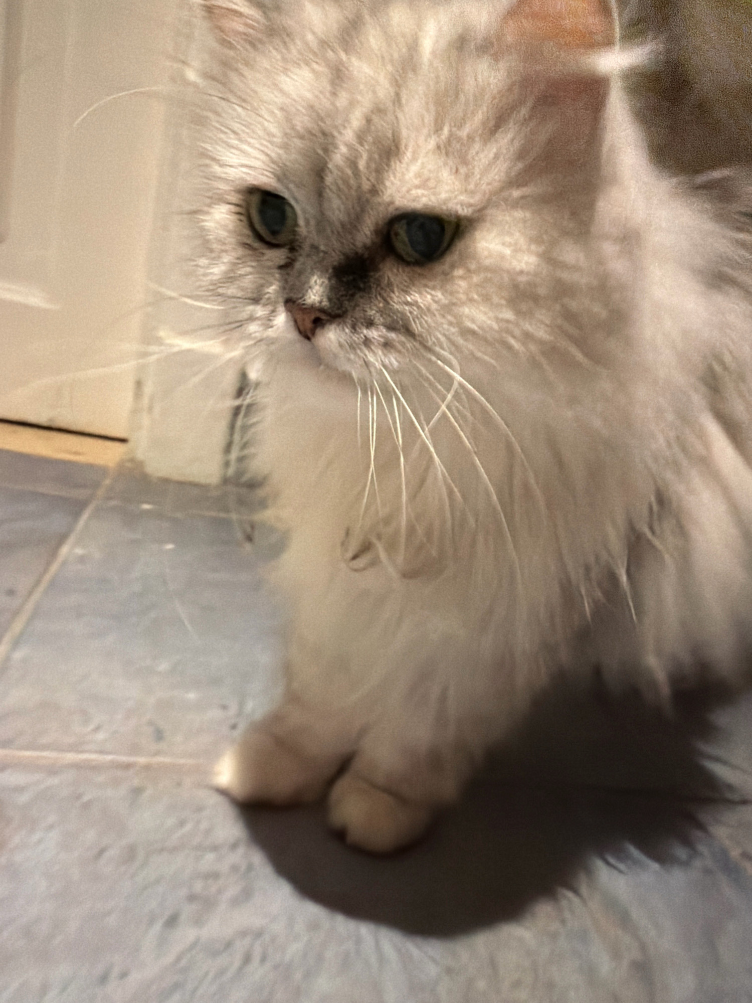 A fluffy, light-colored Persian cat is pictured sitting on a tiled floor. The cat is facing to the left with its head slightly tilted downwards. The background consists of a white vertical surface, possibly a door or wall, and a sliver of what appears to be a wooden trim. The lighting casts a shadow of the cat on the floor to its right. The scene is indoors, and the environment is nondescript and does not provide any specific clues to its location in Sharm El Sheikh, Egypt.