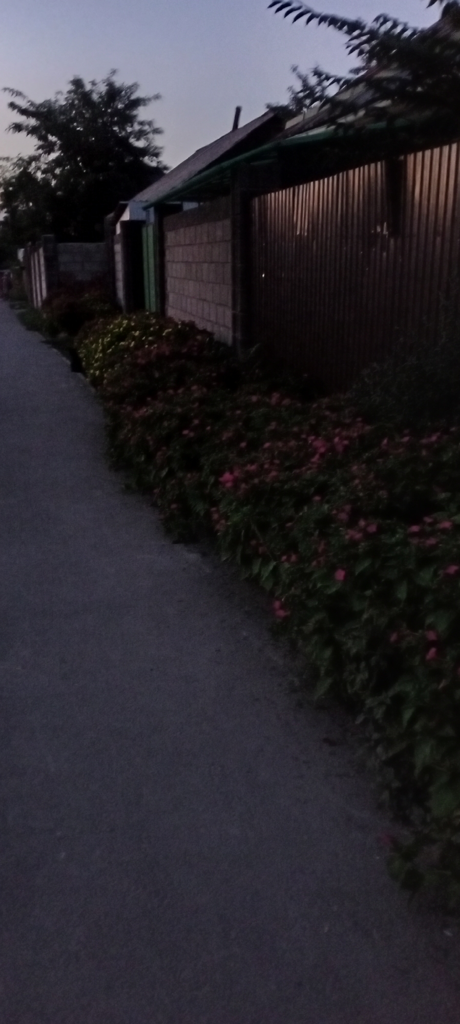 In Sokuluk, Kyrgyzstan, a narrow asphalt path curves to the left, bordered by a dense bed of lush green foliage interspersed with small pink flowers. Beyond the flowers, a low brick wall runs parallel to the path, transitioning into a tall, dark corrugated metal fence. This fence extends to the right, partially obscuring a building with a sloped roof and a dark green gutter. The sky above is a pale, dusky blue. Trees with dark, silhouette-like branches are visible against the sky on the left side of the image. The lighting suggests it is dusk or twilight. There are no people or animals present in the scene.