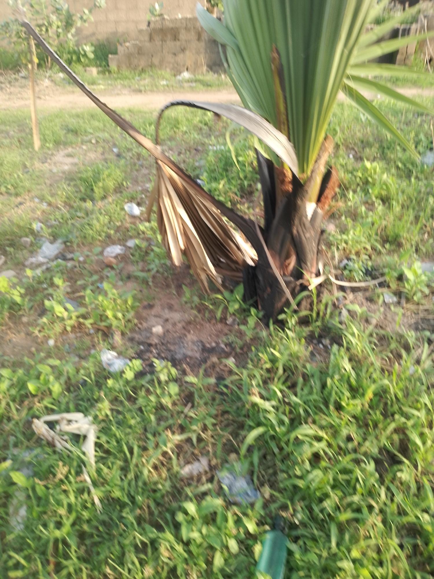 A close-up, outdoor, low-angle shot focuses on the base of a young palm tree with vibrant green fronds and a dark, rough trunk. To the left, a single dried, brown frond extends diagonally across the frame, its fibers frayed and weathered. The ground beneath is covered in a mixture of green grass, dirt, and scattered debris, including what appears to be white plastic fragments and some small rocks. In the background, a blurred, light-colored building wall and some foliage are visible, suggesting an urban or semi-urban environment. The lighting indicates it is daytime, with sunlight casting a warm glow on the scene.