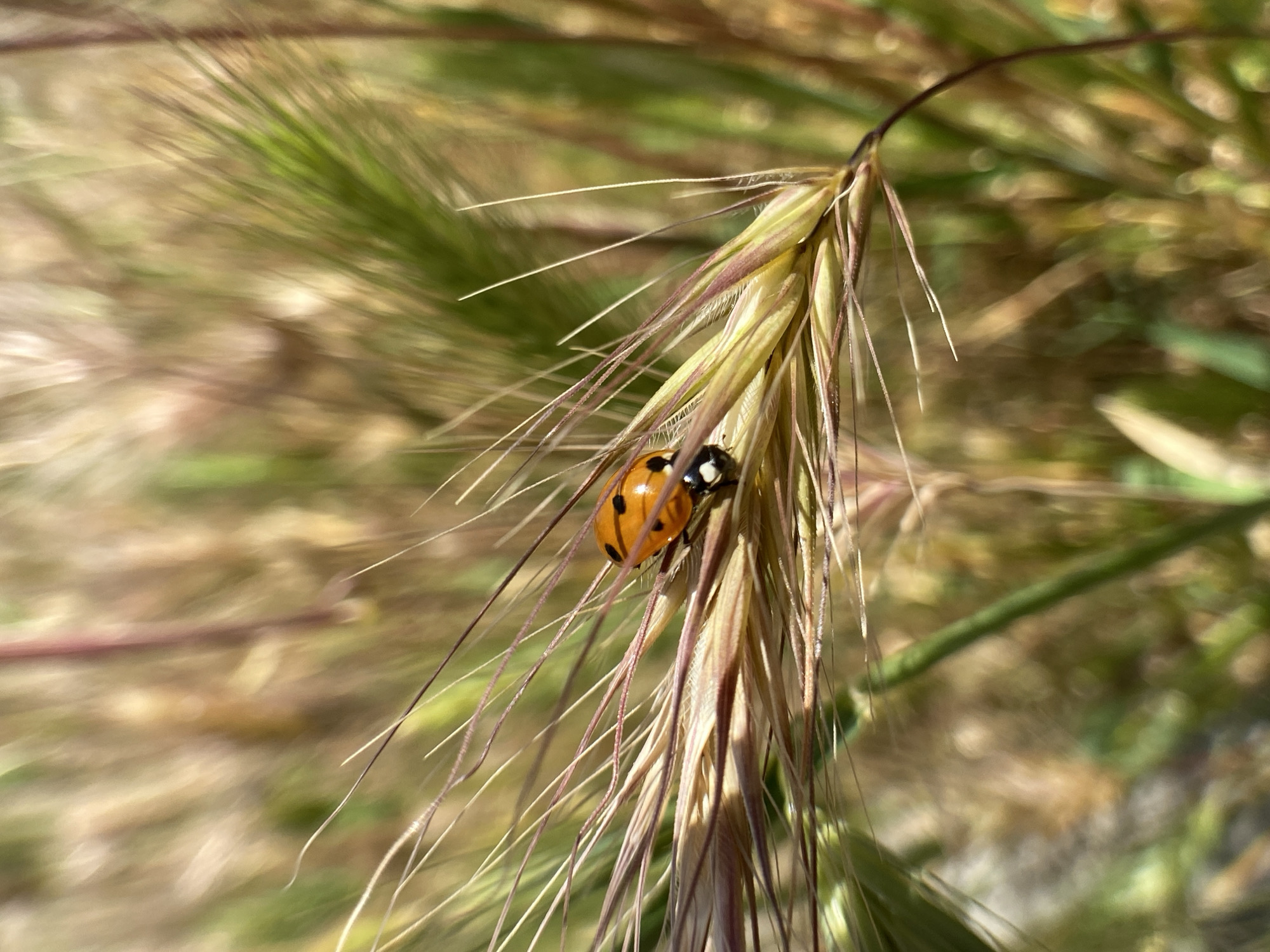 A macro shot shows an orange ladybug with black spots on a stalk of grass. The grass is a light brown with thin, spiky blades, and the background is a blur of green and brown, suggesting a natural outdoor setting. The ladybug is positioned on the right side of the frame, facing left, with its body partially obscured by the grass.