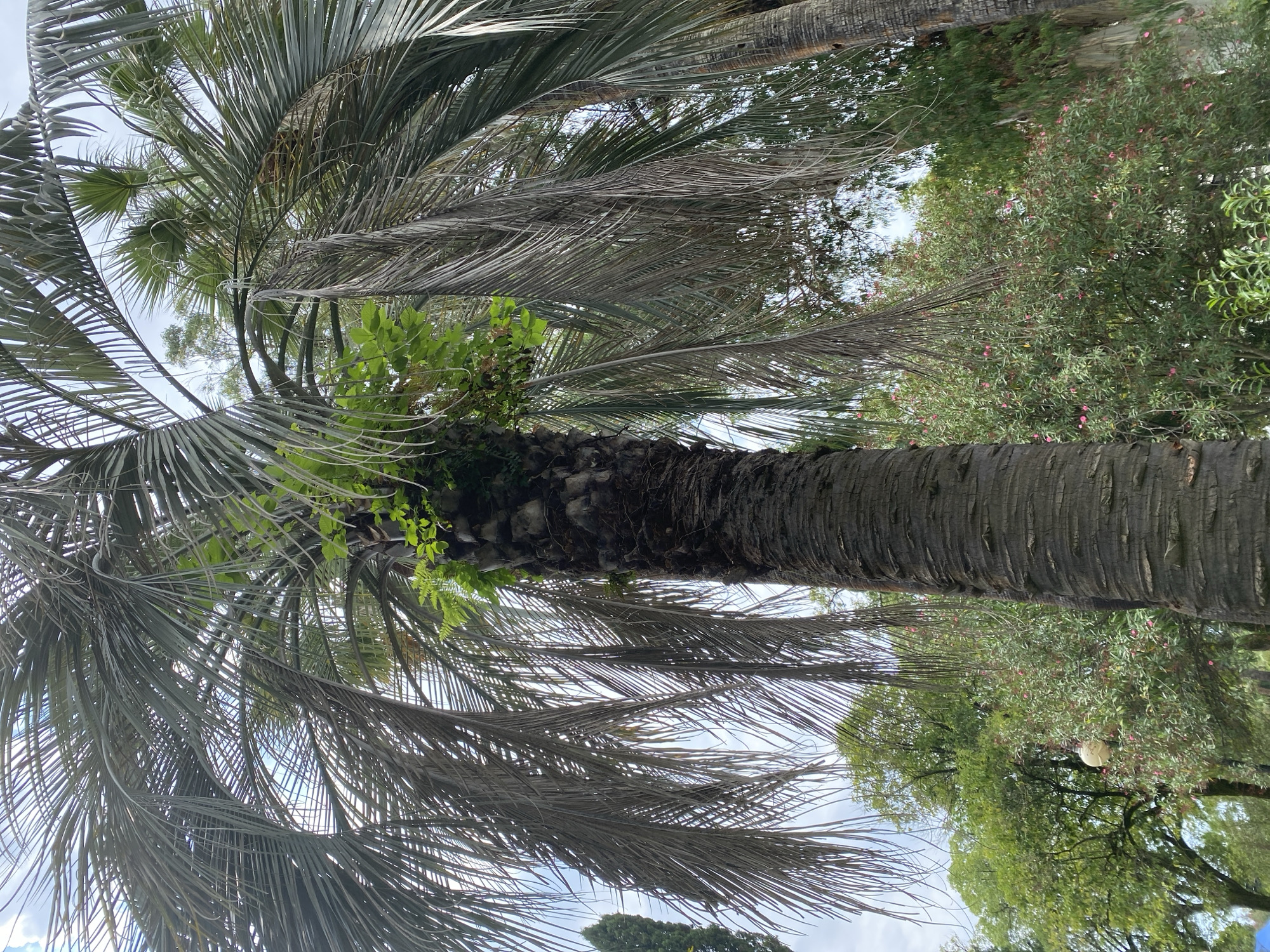 The image shows a close-up view of a palm tree with its fronds partially obscuring the background. The palm tree trunk is dark and textured, with some green foliage growing on its upper section. In the background, there are other trees, some with green leaves and others appearing more sparse. There is also a flowering bush with pink blossoms. The sky is visible through the fronds and is partly cloudy. The scene appears to be outdoors, possibly in a park or garden setting in Sokhumi, Abkhazia. No people are visible in the image.