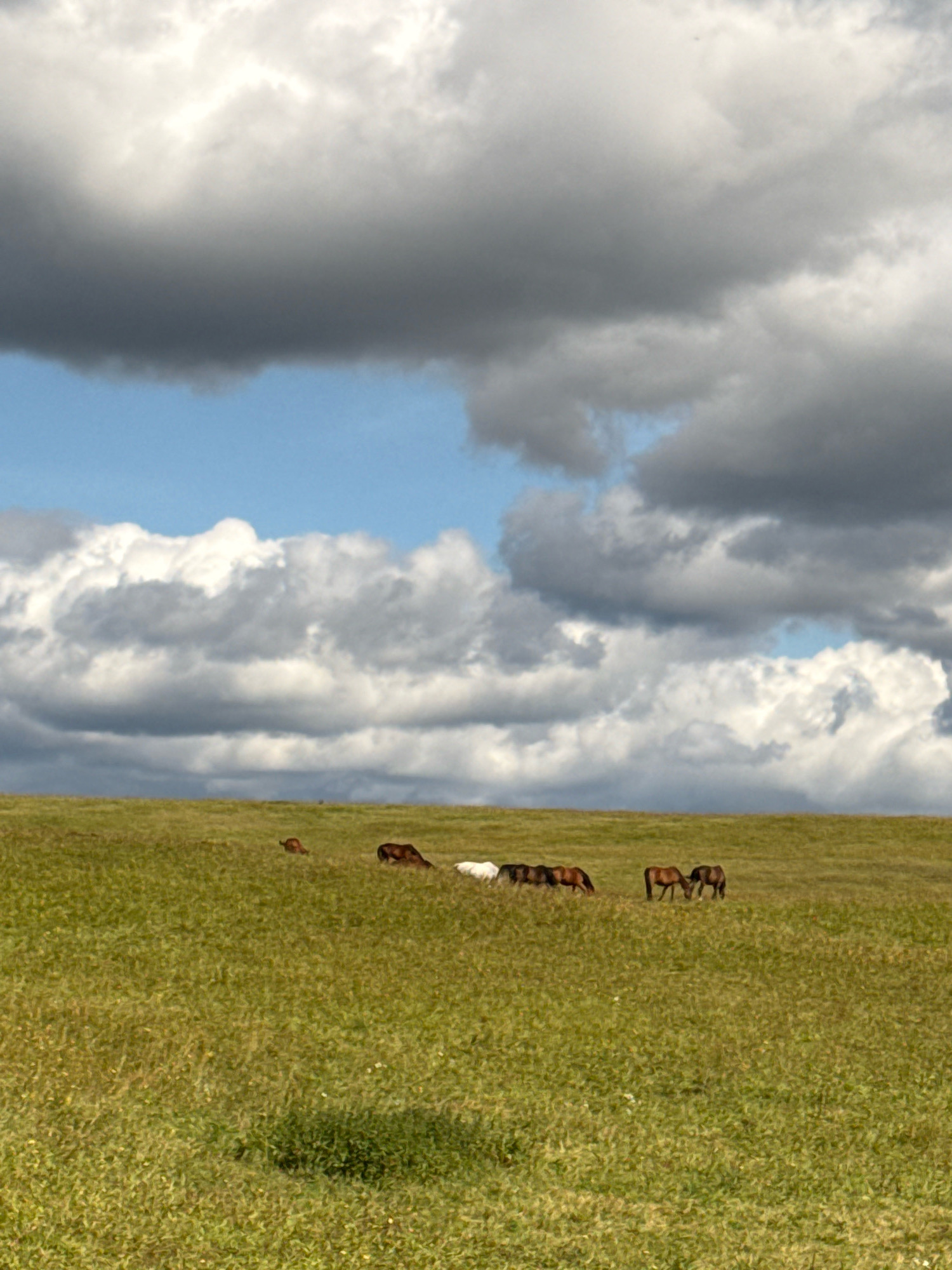 In Galinė, Lithuania, a herd of approximately eight horses graze on a verdant, grassy hill under a dramatic sky filled with a mix of dark and light clouds. The horses, predominantly in shades of brown and white, are scattered across the midground of the image, some with their heads down grazing, while others stand alert. The landscape is characterized by rolling hills covered in dense, green grass, with some scattered white wildflowers. The horizon is formed by the meeting of the grassy hill and the expansive sky. The lighting suggests it is daytime, possibly late afternoon, with the clouds casting shadows and creating a dynamic visual contrast with patches of blue sky visible.