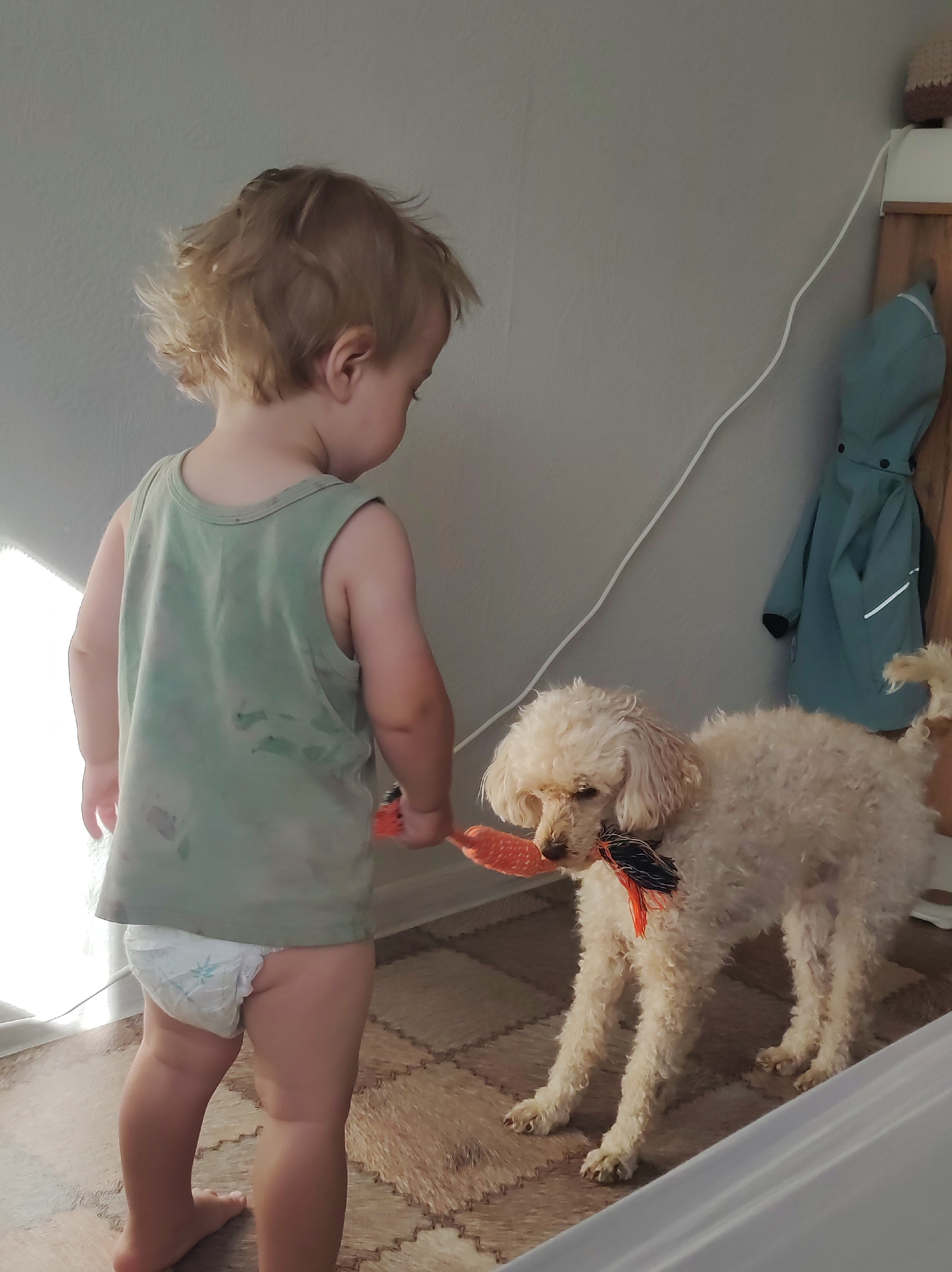 A toddler wearing a green tank top and a diaper stands facing a light-colored poodle. The toddler is holding an orange toy in their right hand, extended towards the dog. The poodle is wearing a black and orange ribbon around its neck and is holding the same orange toy in its mouth. The background consists of a light gray wall and a wooden shelf with a blue jacket hanging on it. The floor is covered with a patterned mat. The scene appears to be indoors, possibly in a home environment. No specific location in Chaikovsky, Russia, can be determined from the image.