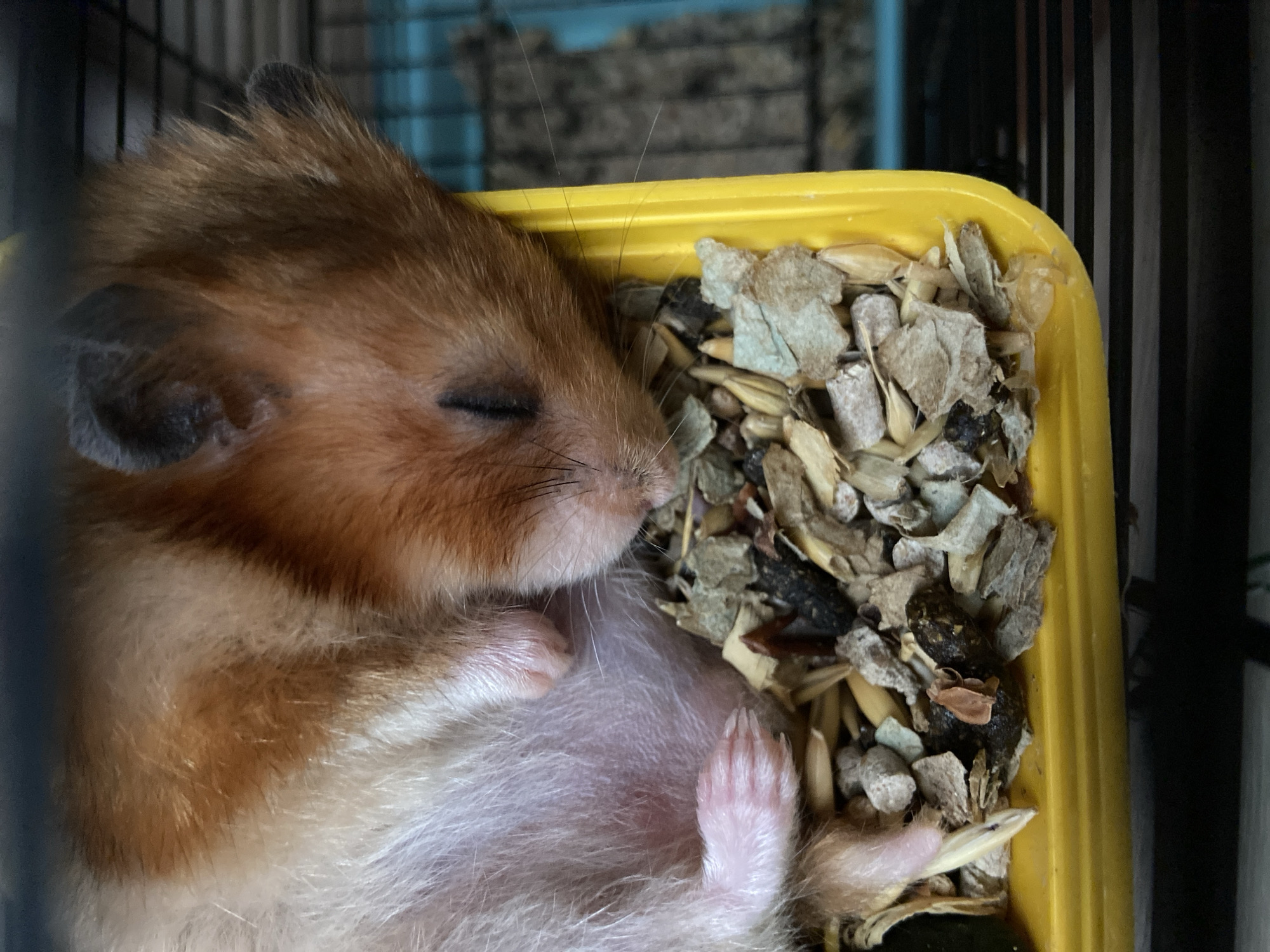 A close-up shot captures a hamster asleep in a yellow plastic food dish filled with bedding and food pellets. The hamster is curled up, with its eyes closed and its front paws tucked underneath its chin. Its fur is a mix of reddish-brown and white. The food dish is positioned in a cage, with the blue bars of the cage visible in the background. The lighting is soft and diffused, creating a peaceful and intimate atmosphere.