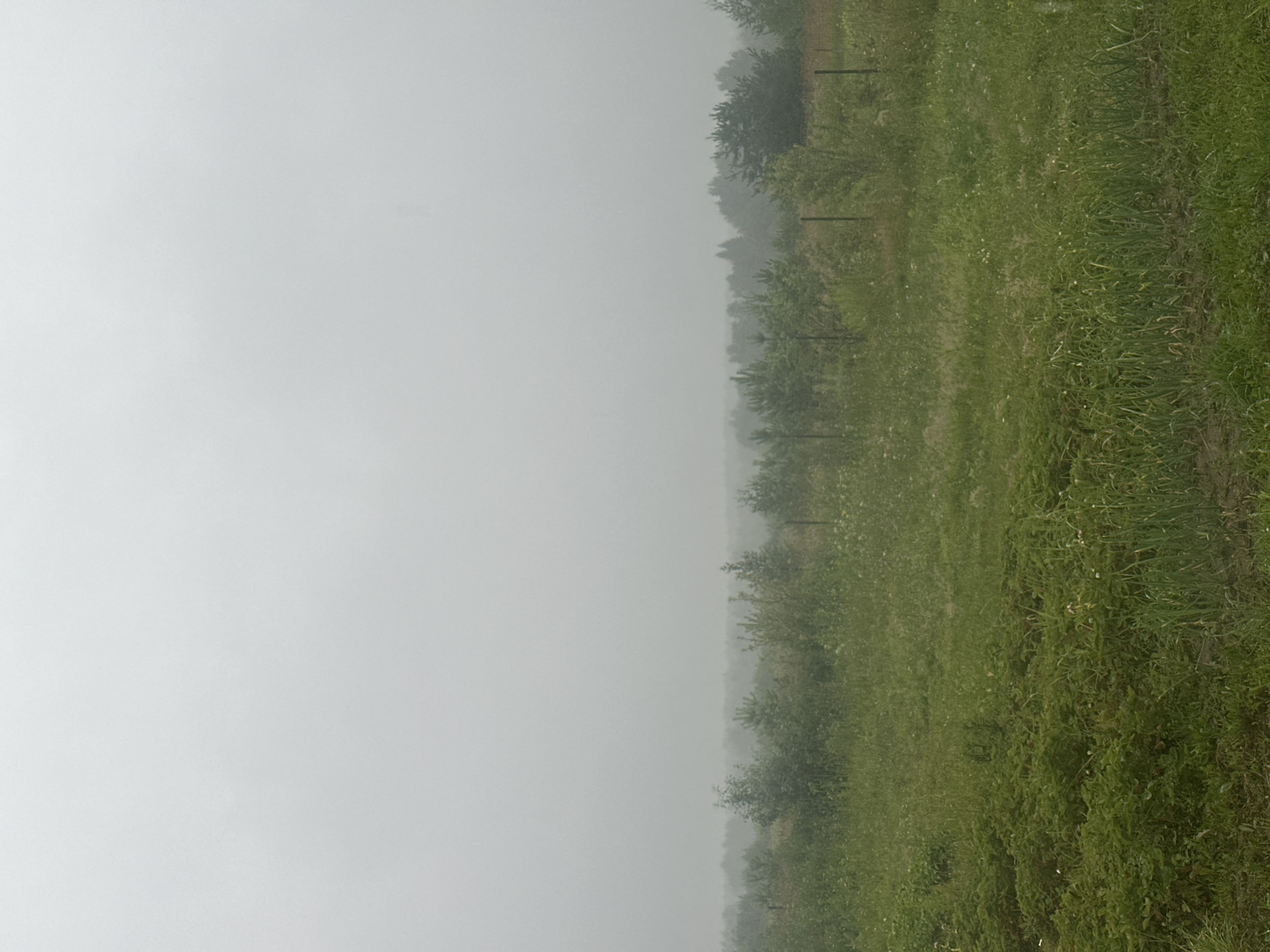 The image depicts an outdoor scene on a cloudy or foggy day in Kharnavy, Russia. In the foreground, a lush green field is visible, with rows of green plants, possibly crops or garden vegetables, occupying the lower section. The field extends to a middle ground populated by various trees and shrubs, interspersed with a wire fence. Beyond this, a dense forest lines the horizon. The sky is overcast and appears hazy, obscuring any distant features. There are no people or animals visible in the image, and no discernible actions or interactions are taking place. The environment is predominantly natural, with a cultivated area in the foreground.